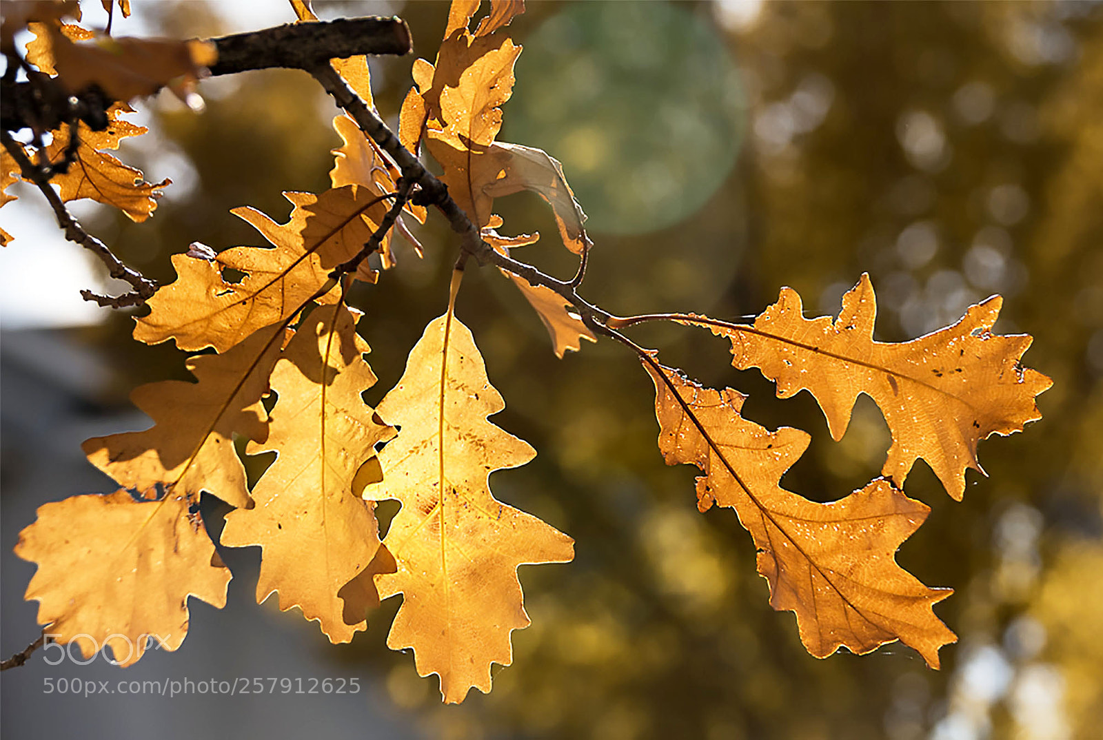 Canon EOS 70D sample photo. Fall oak leaves photography