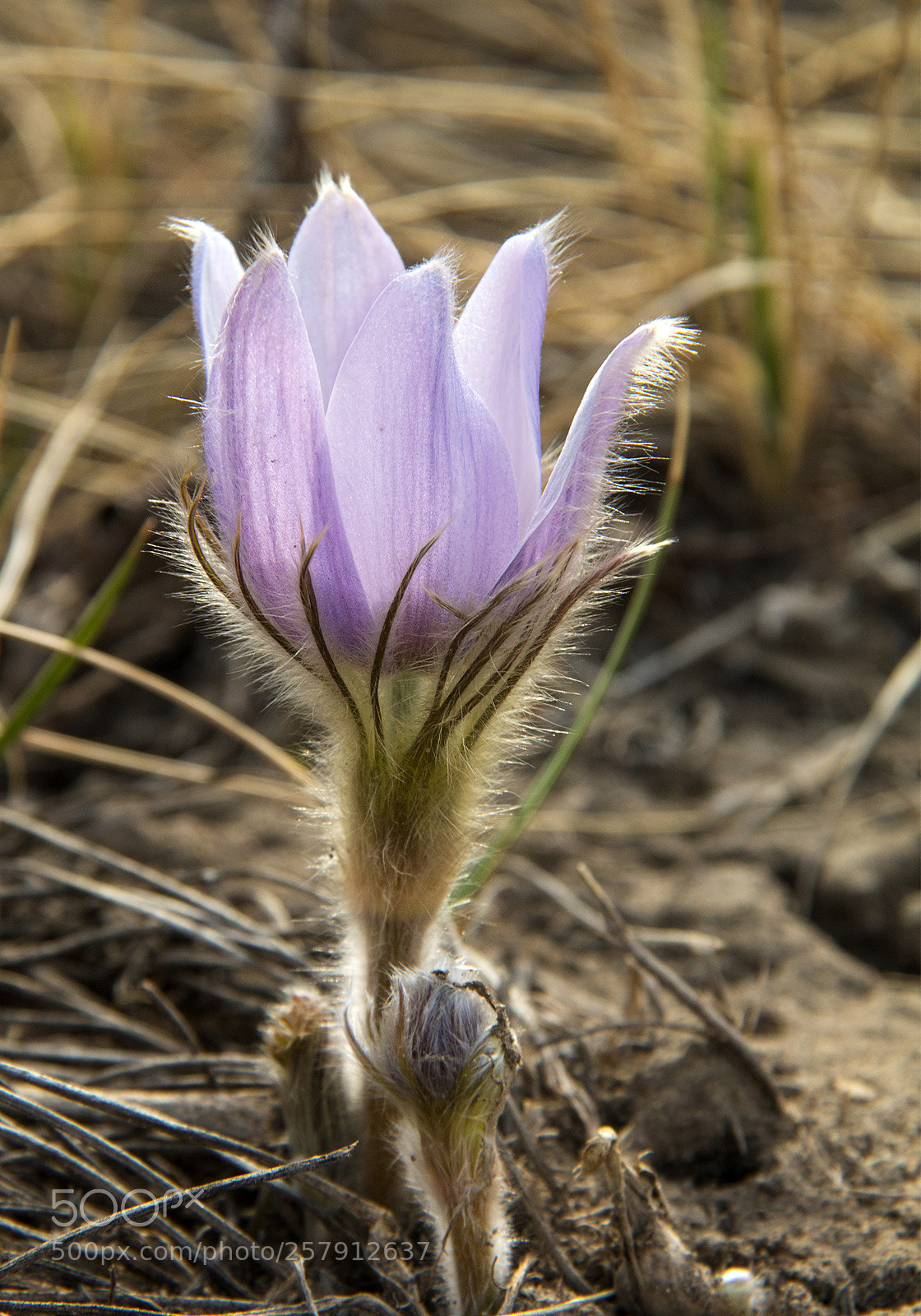 Canon EOS 70D sample photo. First crocus of spring photography