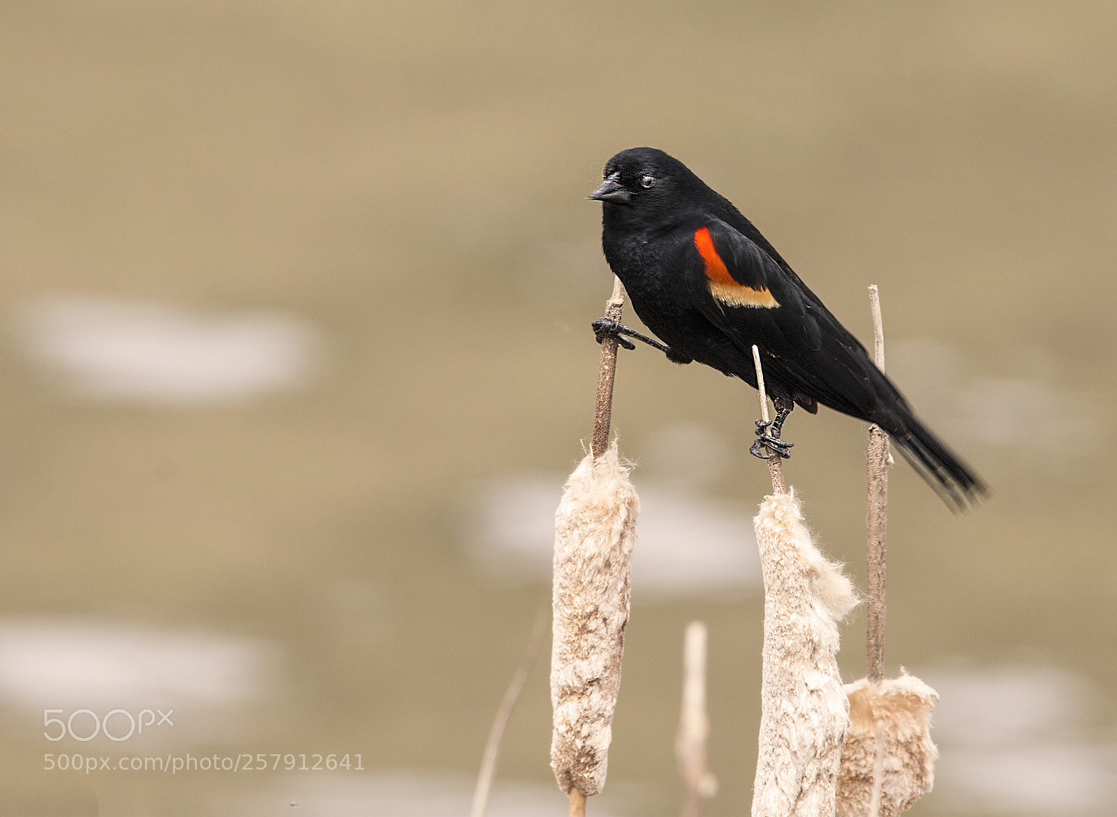 Canon EOS 70D sample photo. Red winged blackbird splits photography