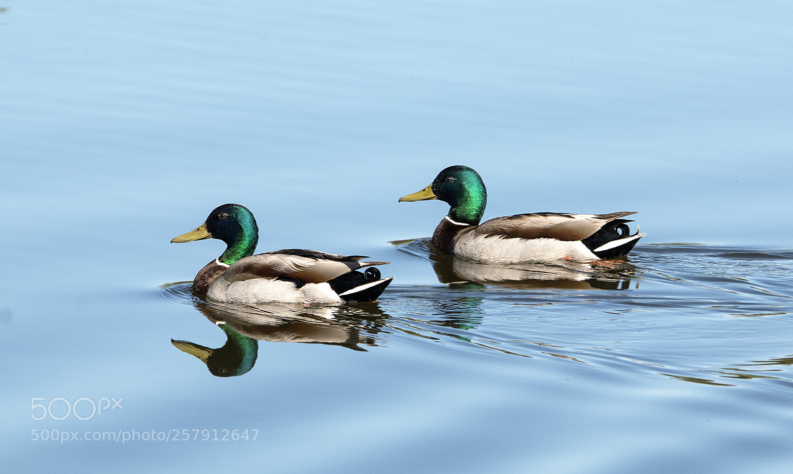 Canon EOS 70D sample photo. Two mallards photography