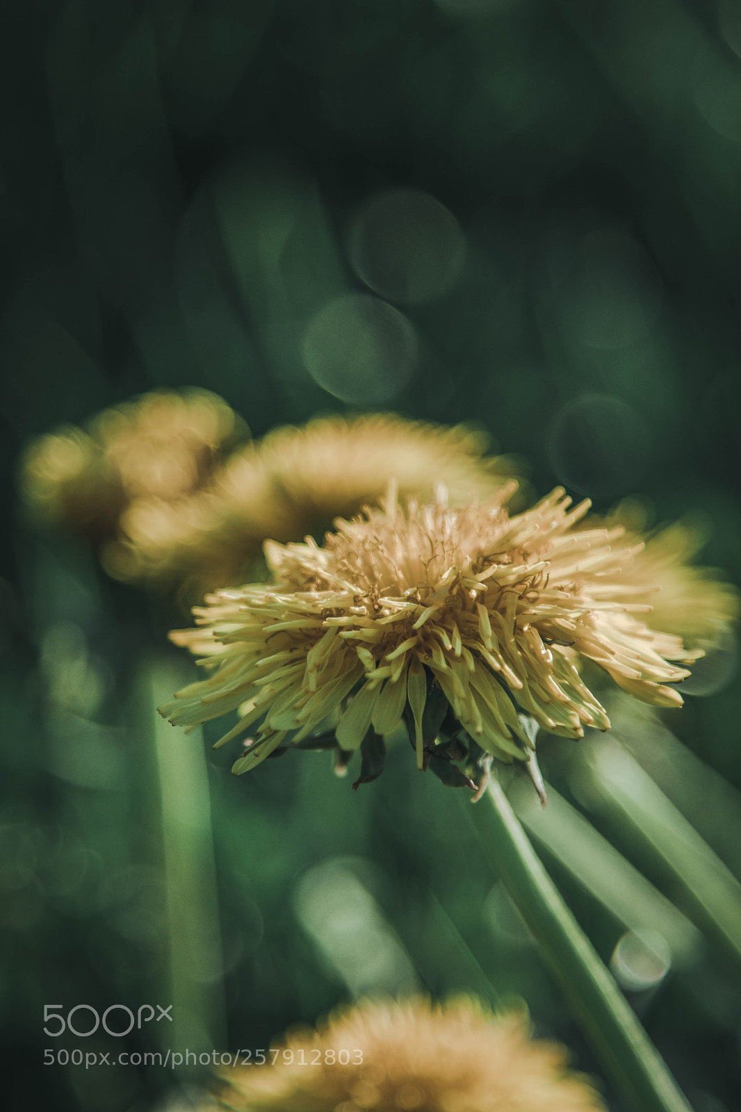 Nikon D750 sample photo. Spring photography
