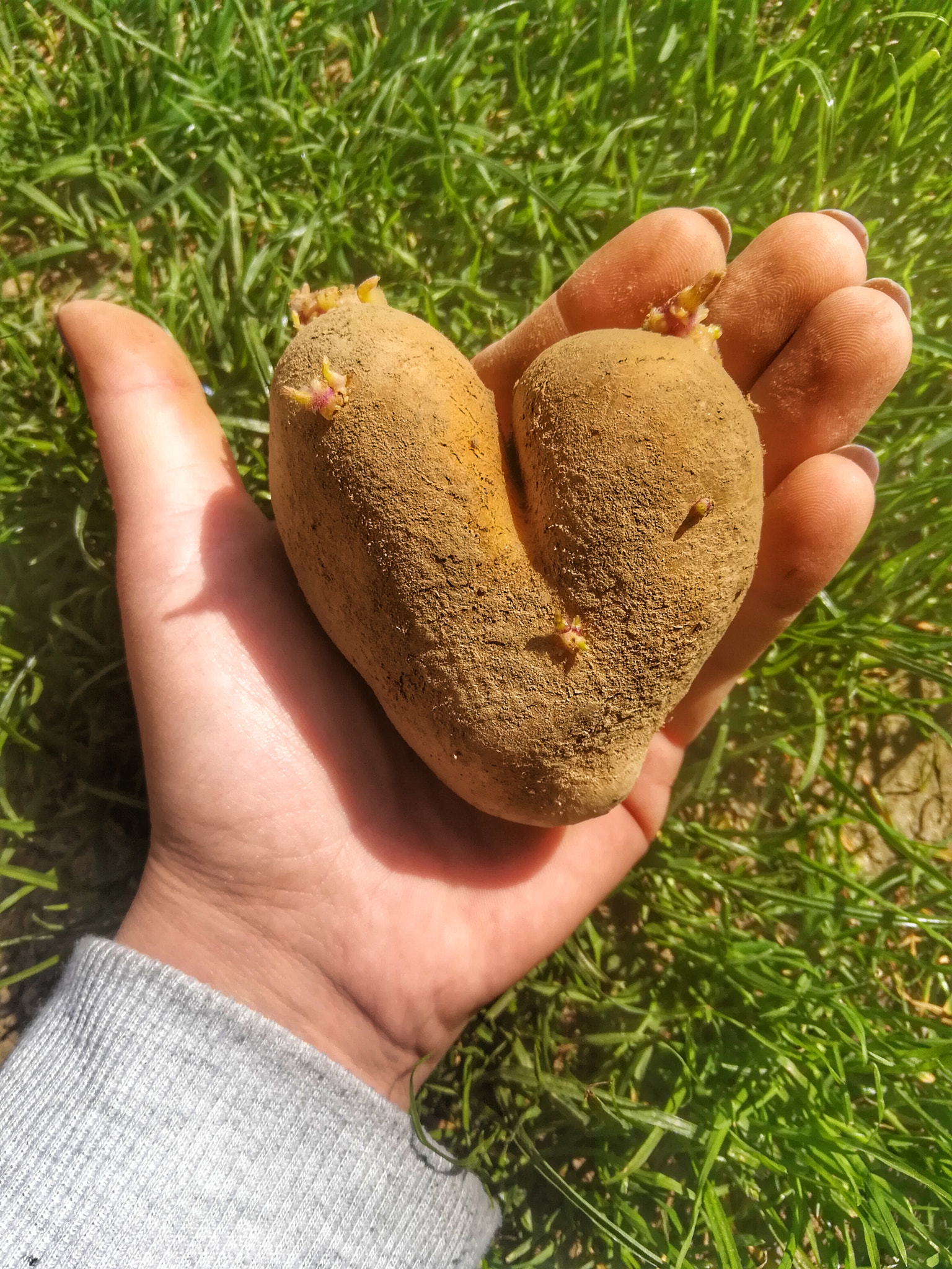 HUAWEI honor 6x sample photo