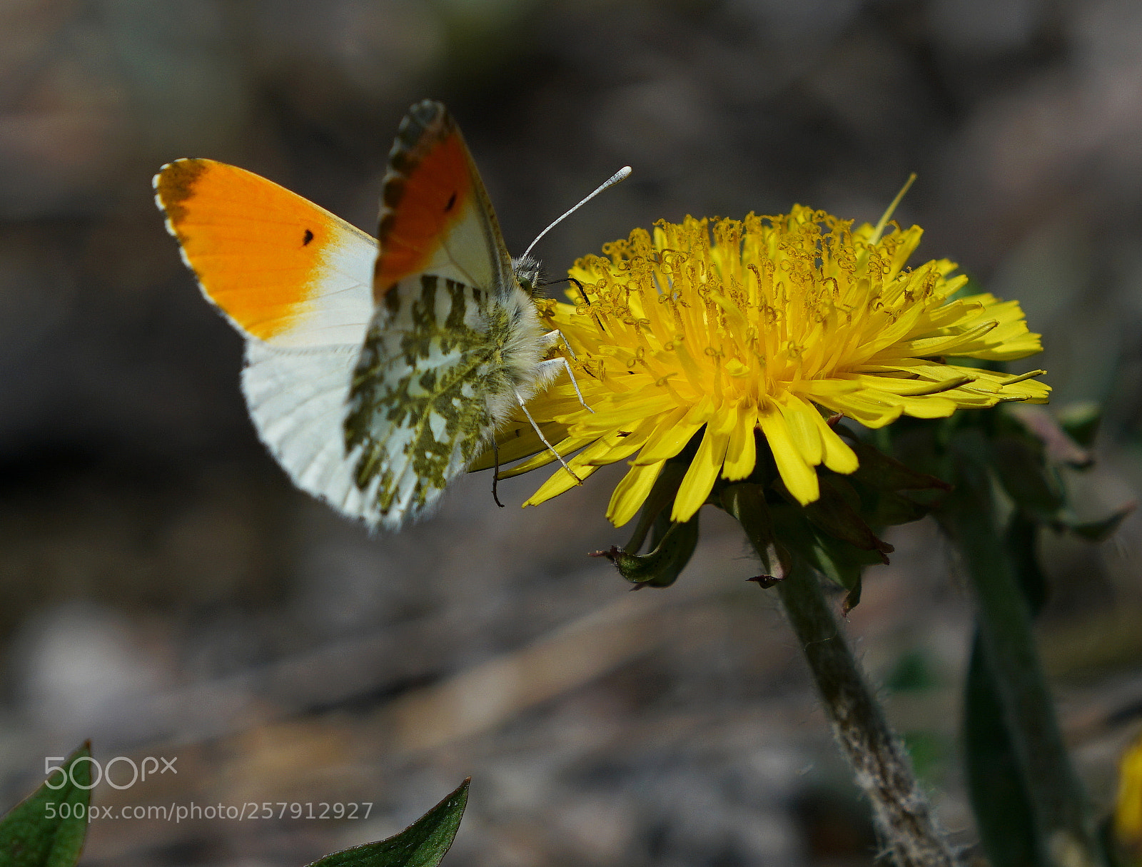 Sony a7R II sample photo. Orange tip photography