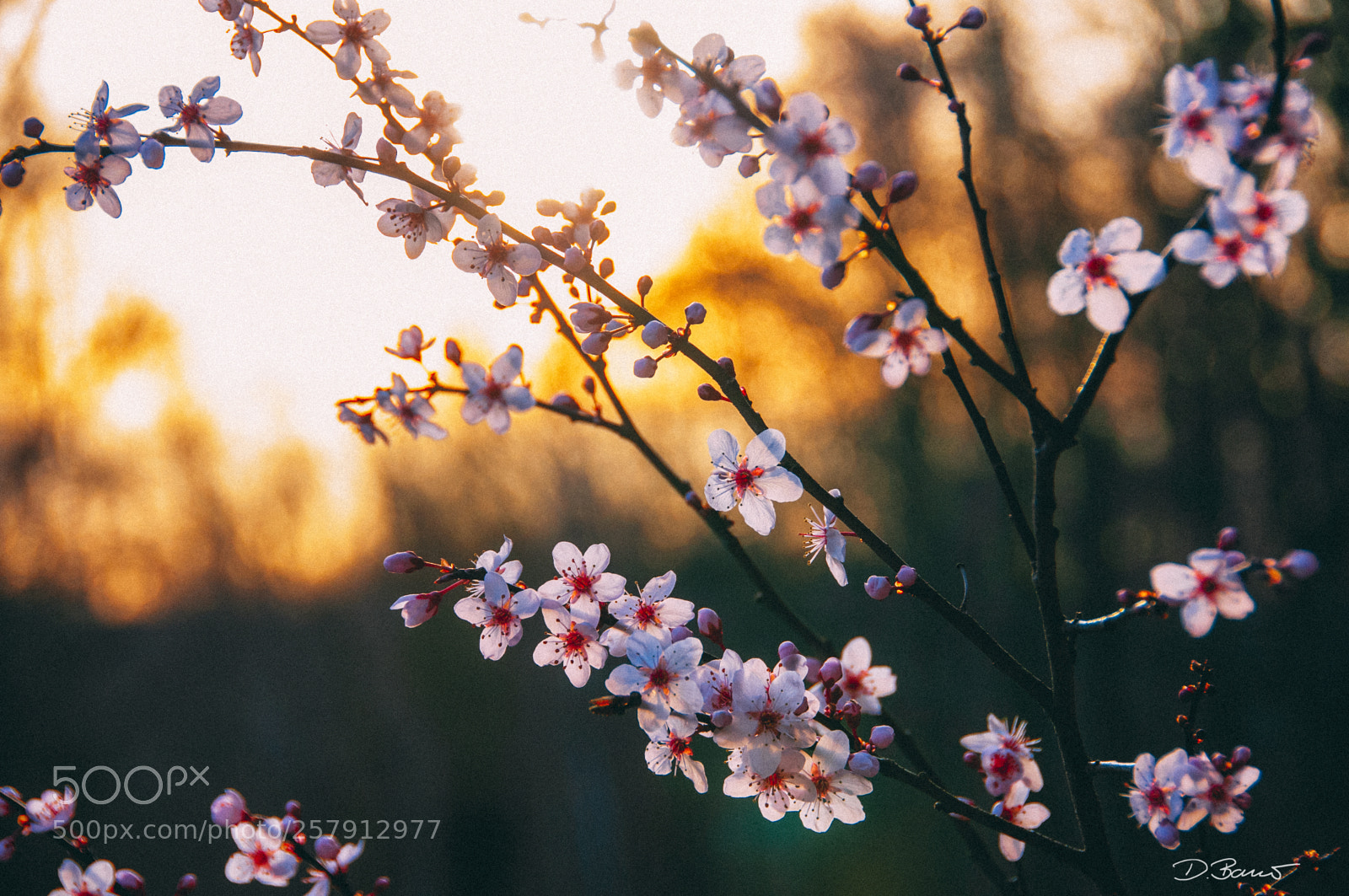 Nikon D300S sample photo. Colors of spring photography