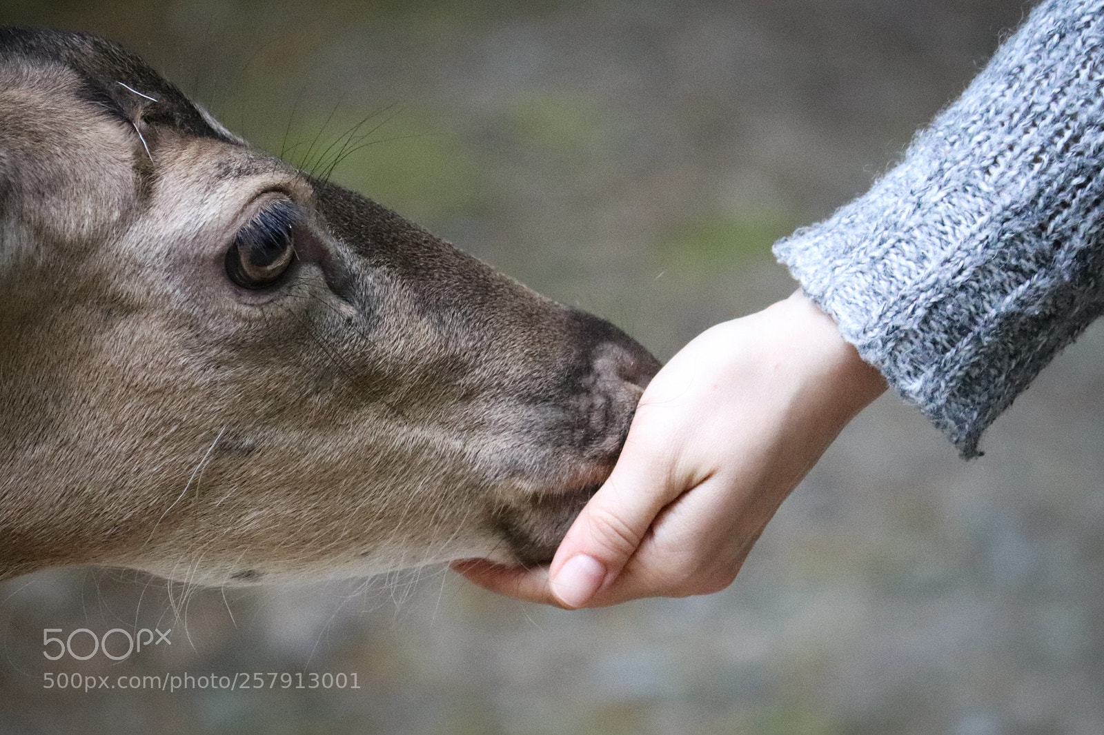 Canon EOS 77D (EOS 9000D / EOS 770D) sample photo. Feeding. photography