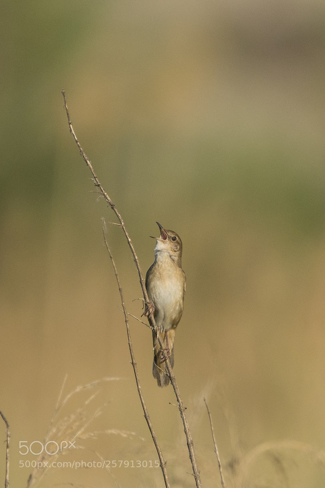Nikon D7100 sample photo. Savi's warbler photography