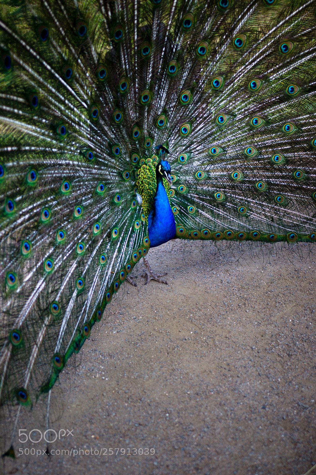 Canon EOS 77D (EOS 9000D / EOS 770D) sample photo. Peacock photography