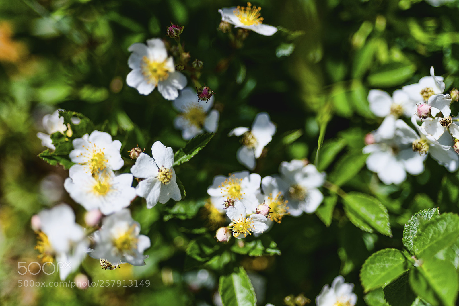 Nikon D810 sample photo. Untitled photography