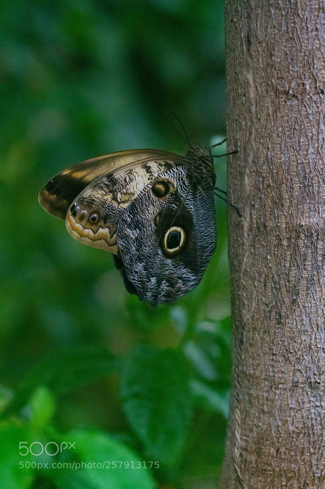 Canon EOS 7D sample photo. Butterfly photography