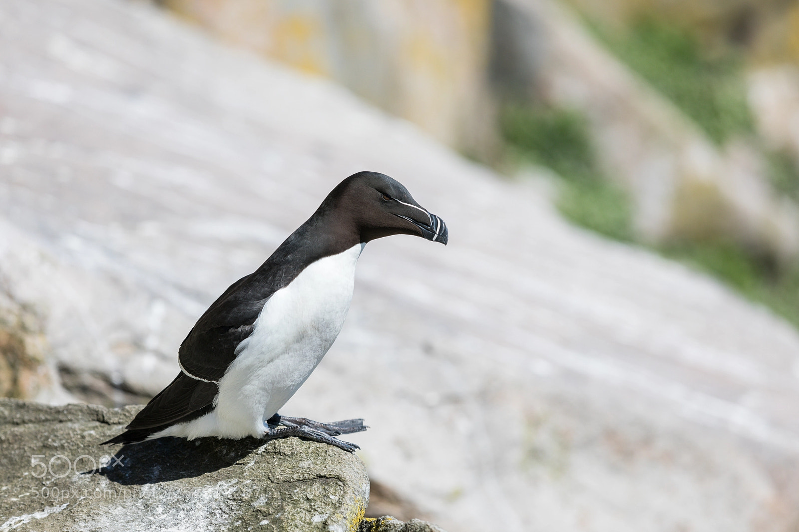 Canon EOS 5D Mark IV sample photo. Razorbill photography
