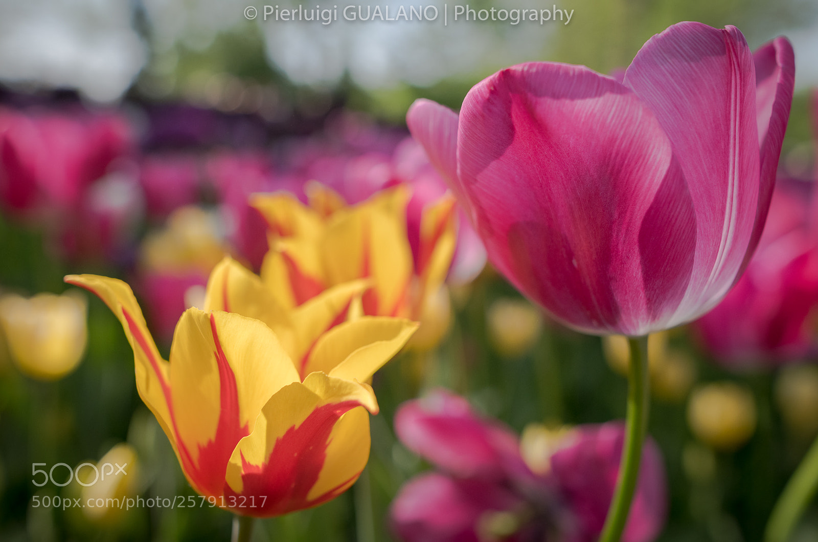 Nikon D850 sample photo. Tulips photography