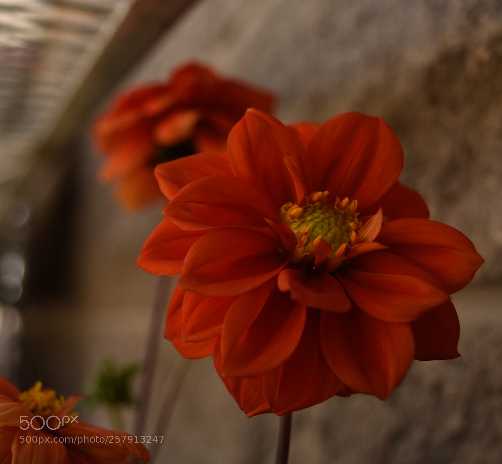 Nikon D3400 sample photo. Shallow depth of field photography