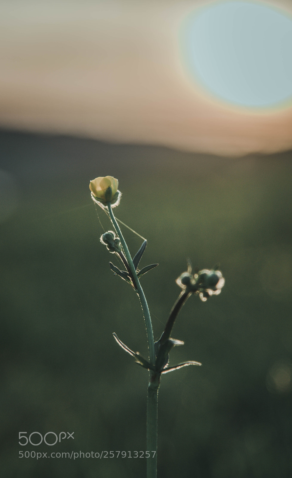 Nikon D750 sample photo. Spring sunset photography