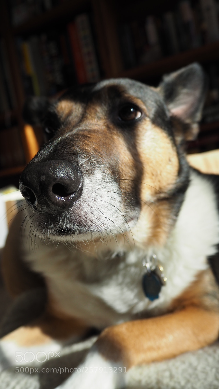Olympus OM-D E-M10 III sample photo. Dog with clown tear photography