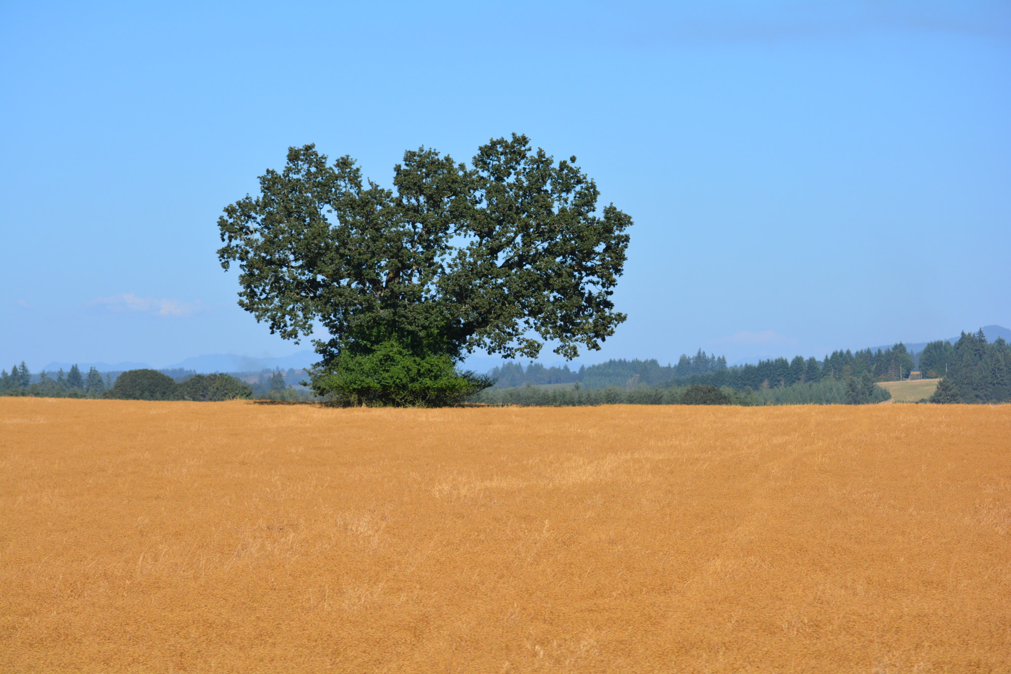 Nikon D5200 sample photo