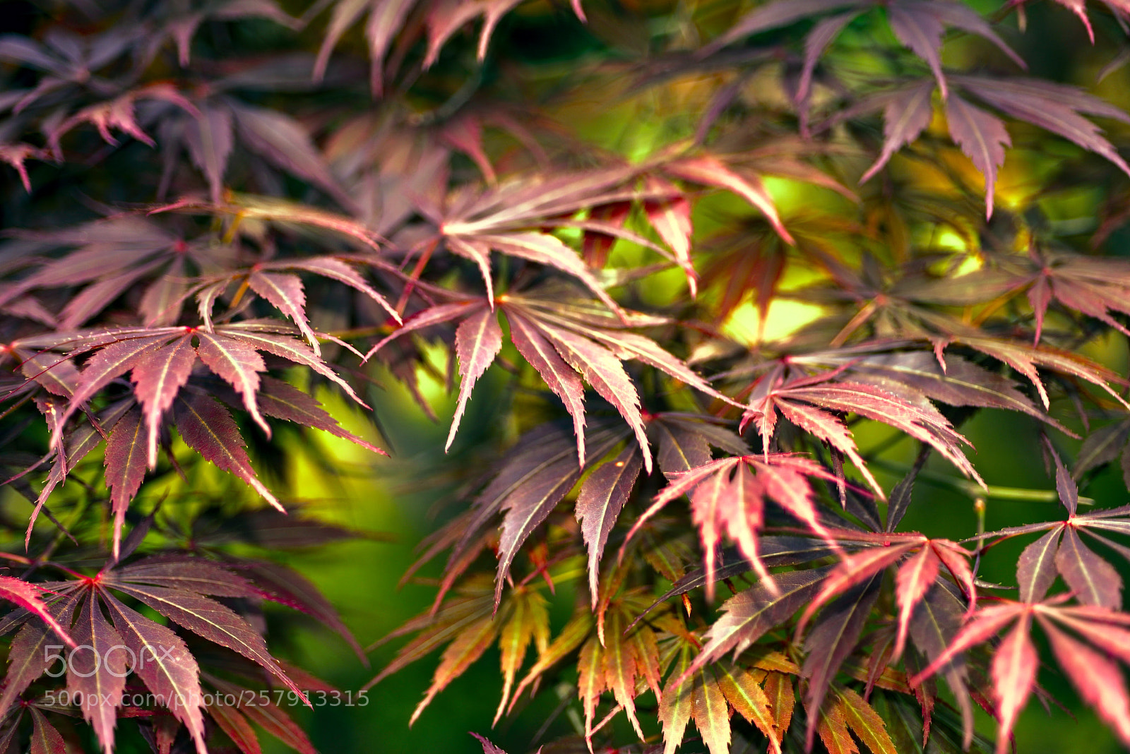 Nikon D810 sample photo. Untitled photography