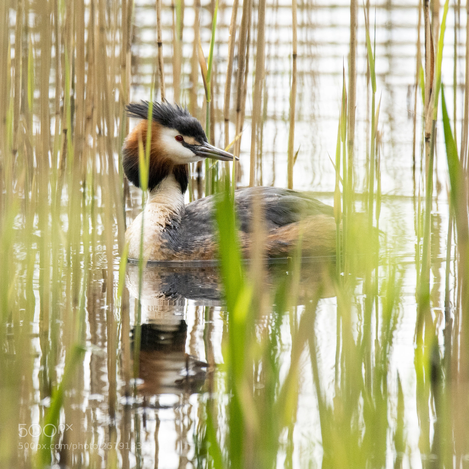 Nikon D850 sample photo. Podiceps cristatus - great photography