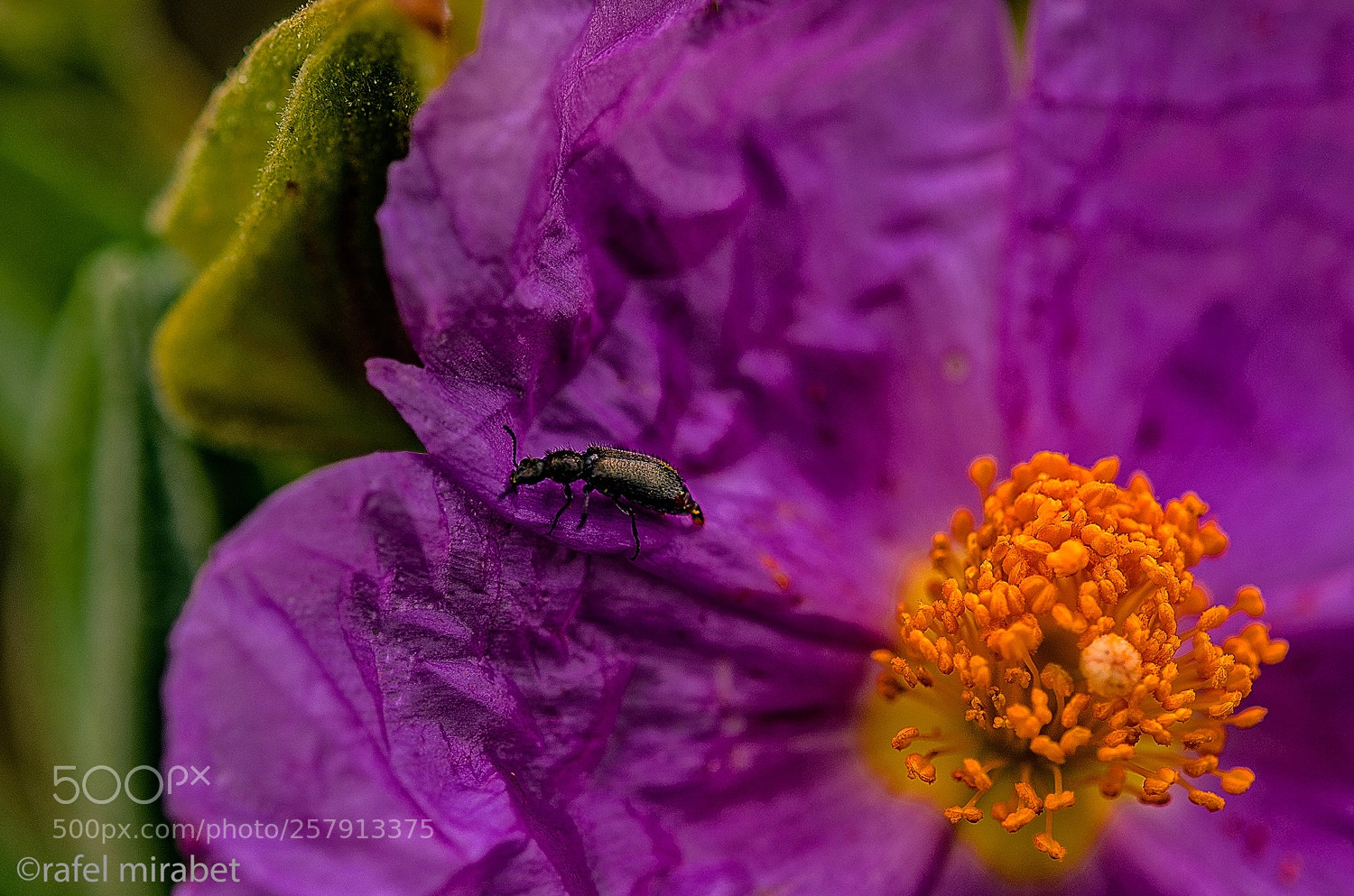 Nikon D7000 sample photo. Like paper flower photography