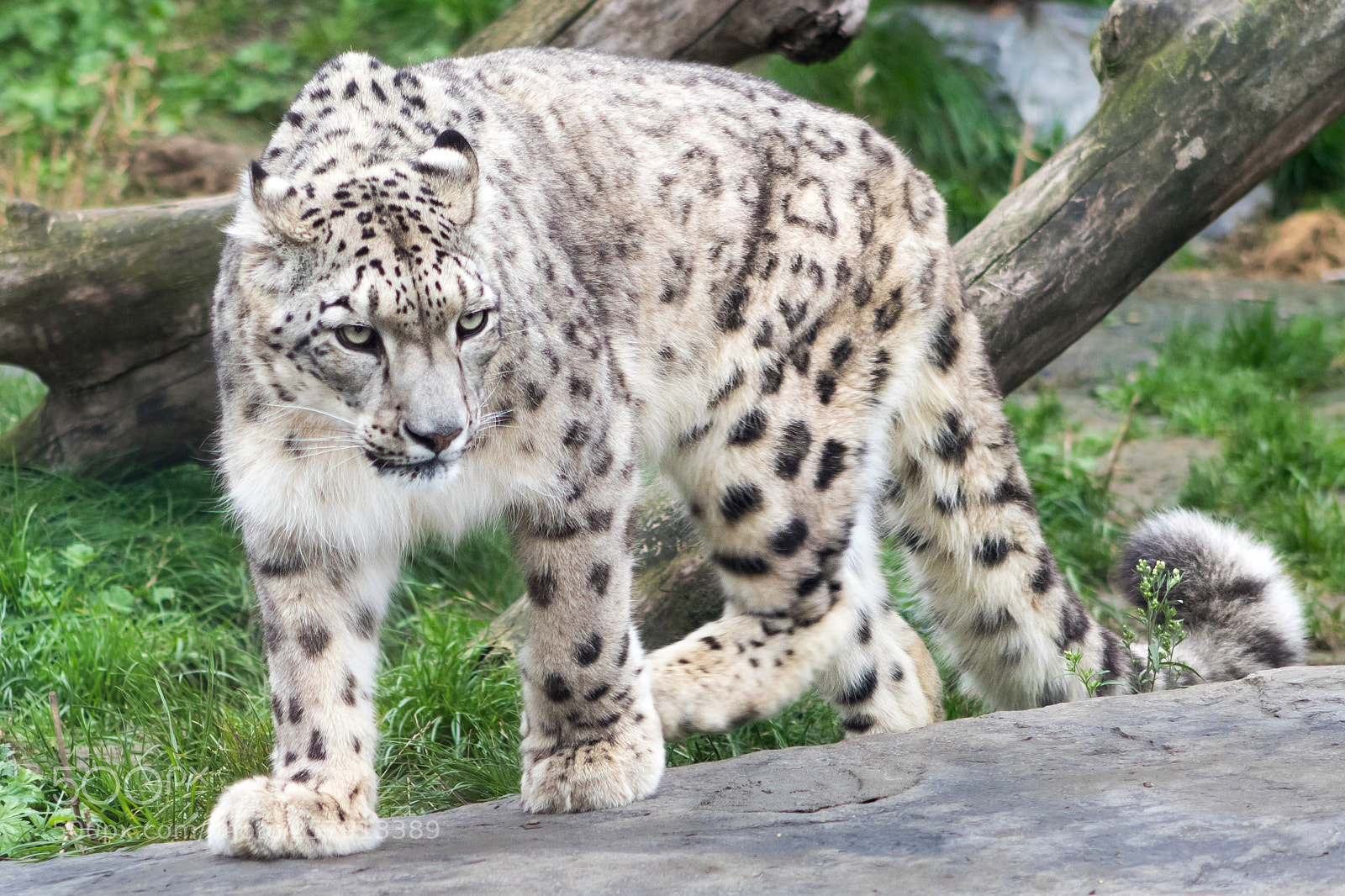 Canon EOS 7D Mark II sample photo. Snow leopard photography