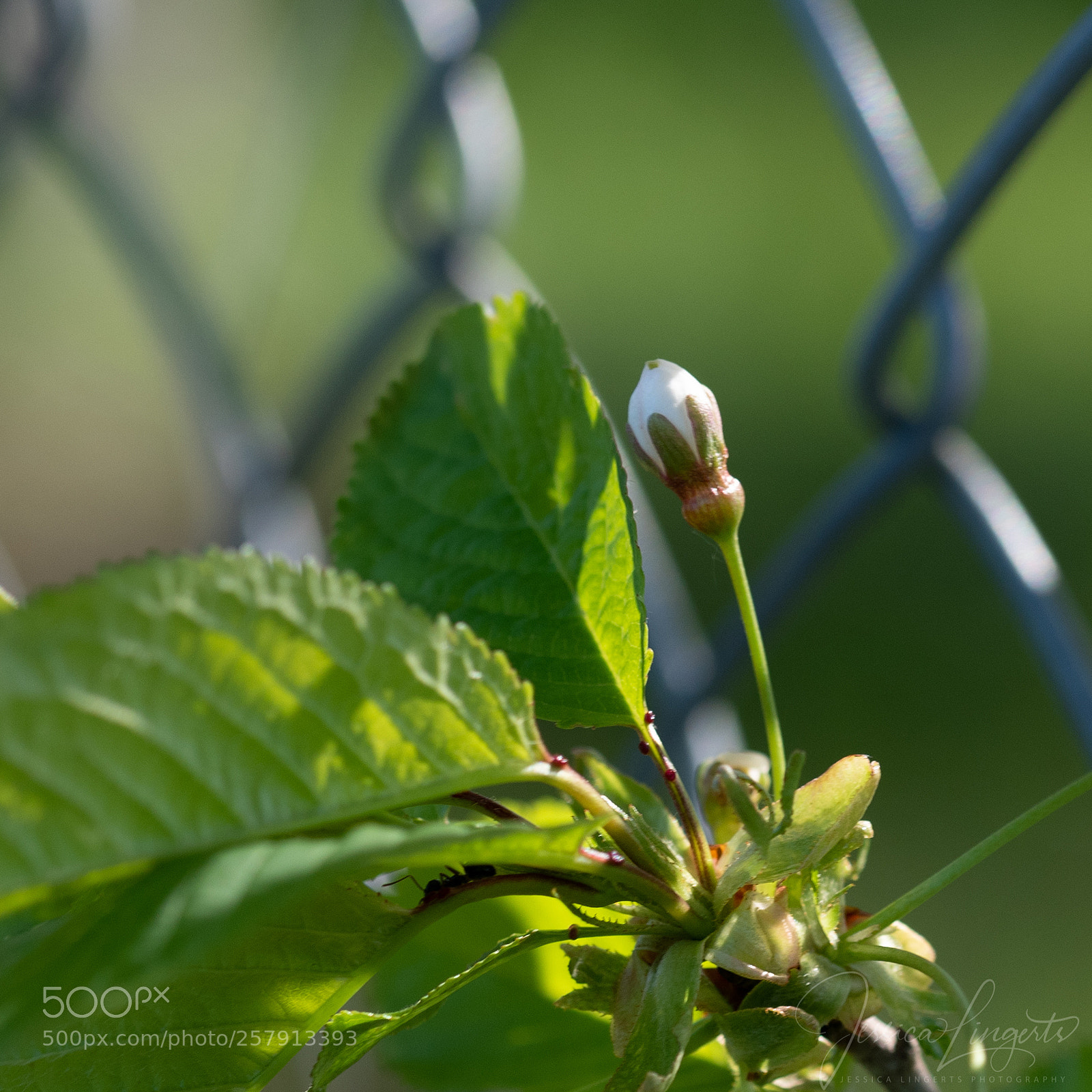 Nikon D750 sample photo. I want to break photography
