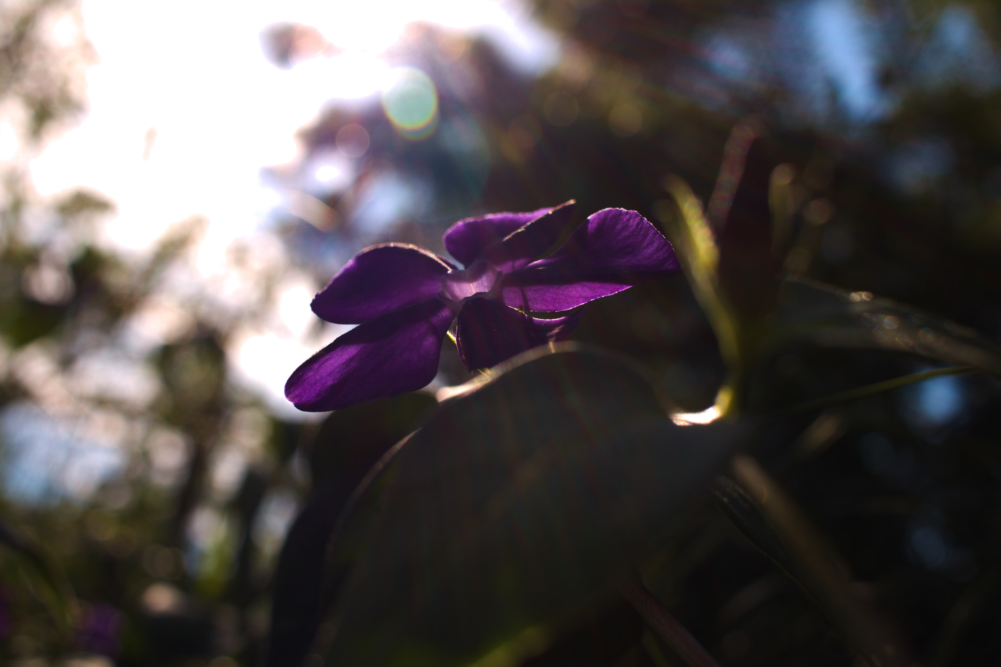 Canon EF-S 24mm F2.8 STM sample photo