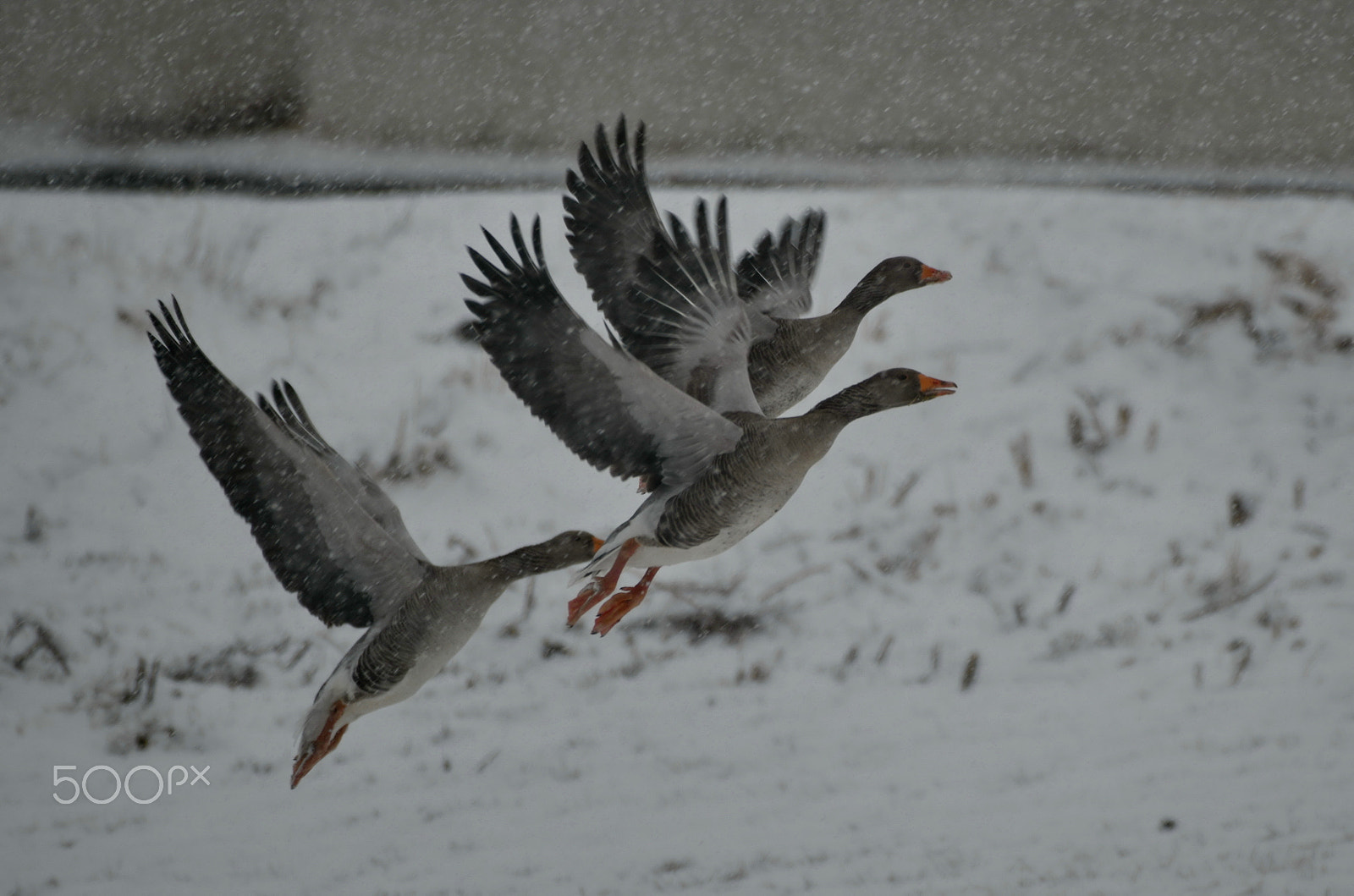 Nikon AF-S Nikkor 200-500mm F5.6E ED VR sample photo. Snow storm photography
