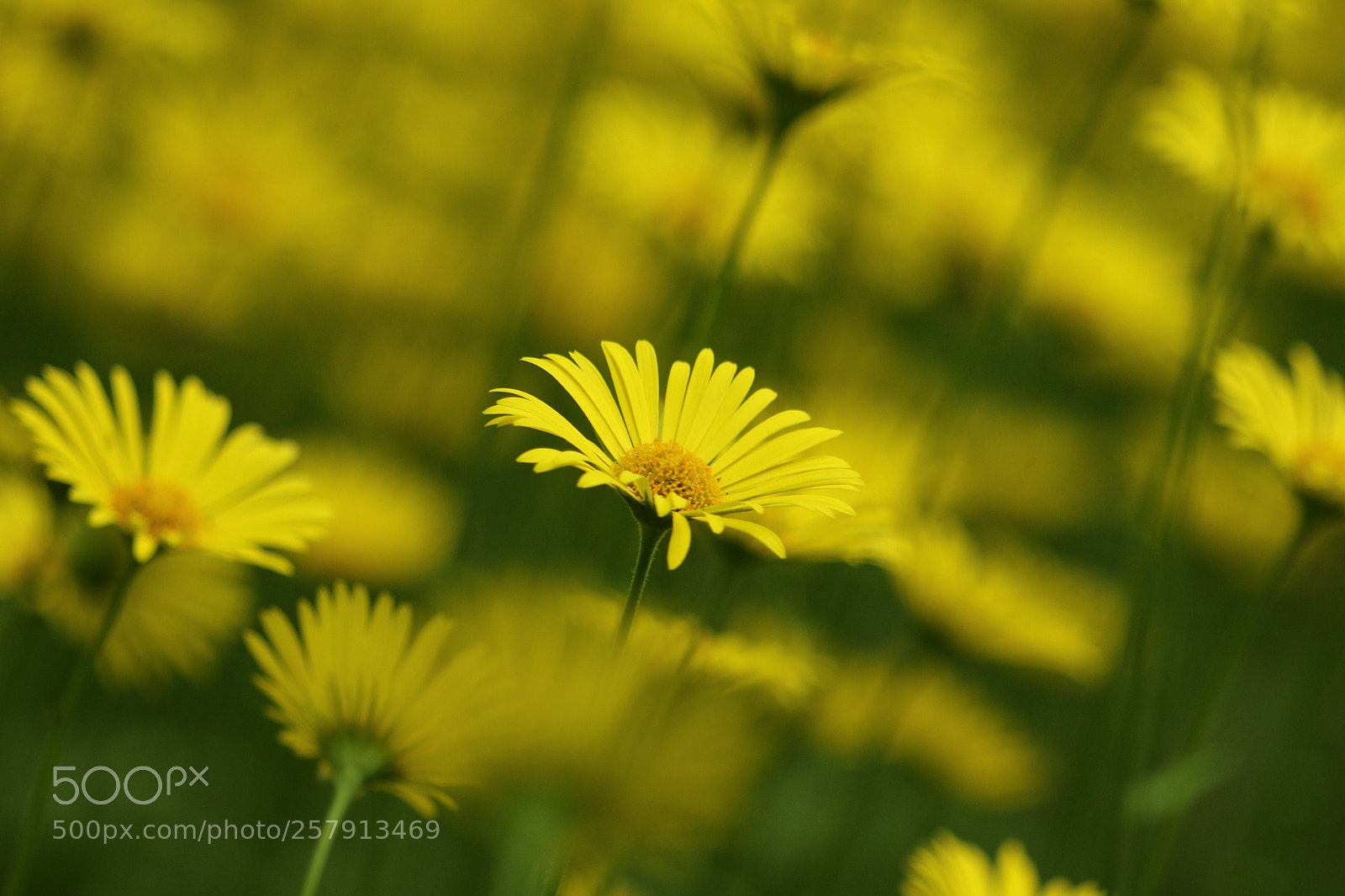 Canon EOS 7D Mark II sample photo. Untitled photography