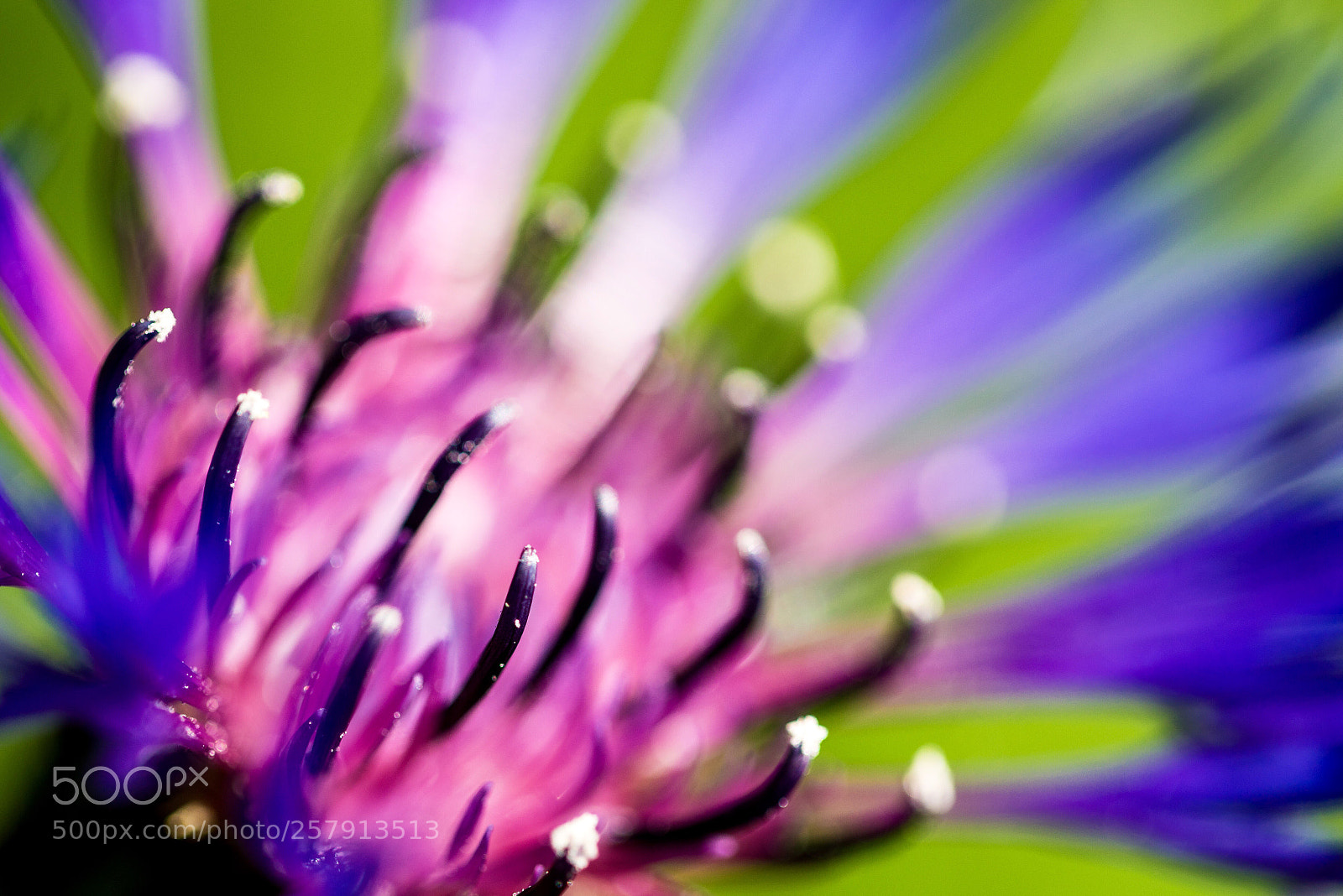 Sony a7R sample photo. Cornflower photography