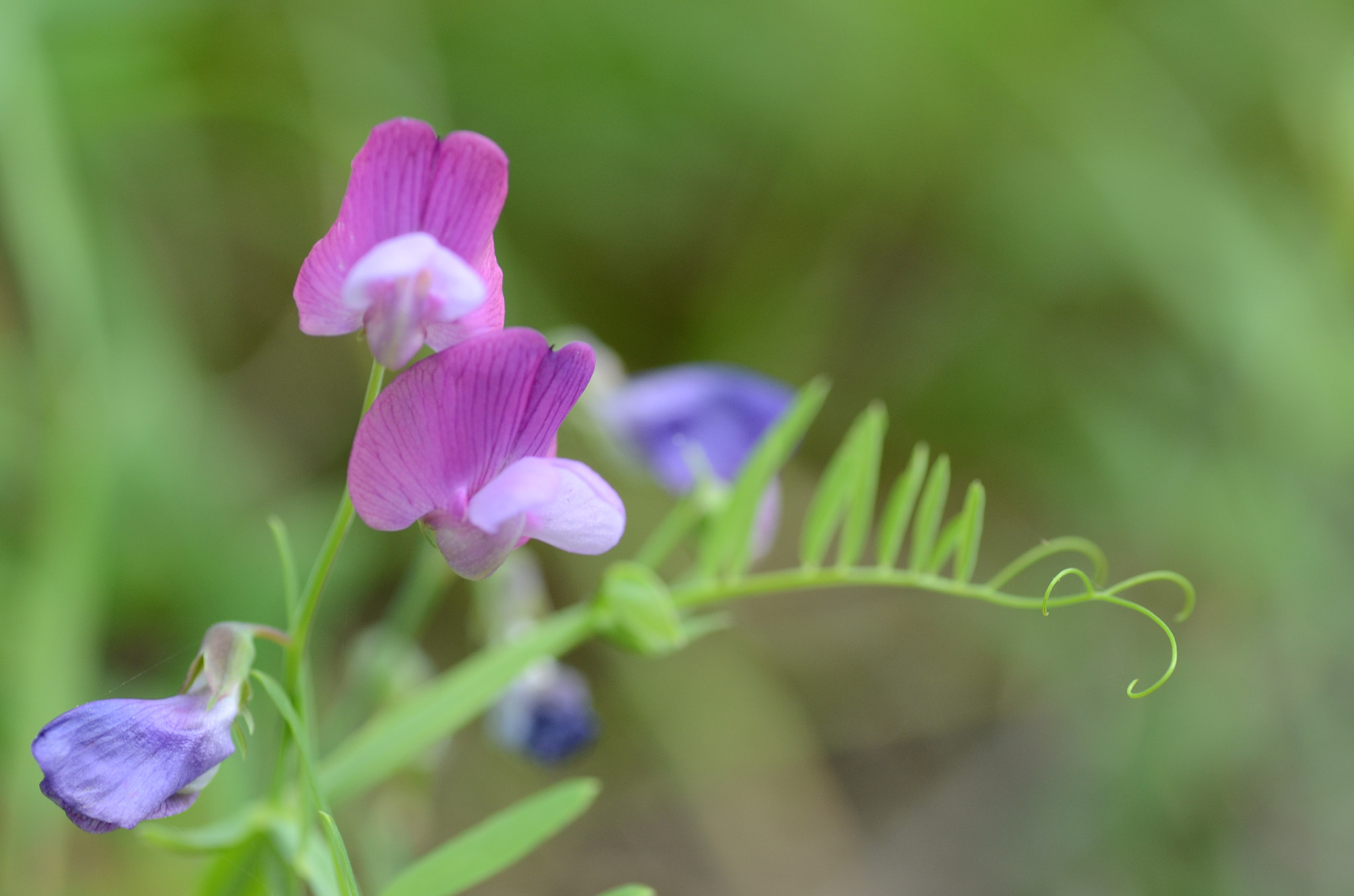 Nikon D7000 sample photo. Lathyrus clymenum photography