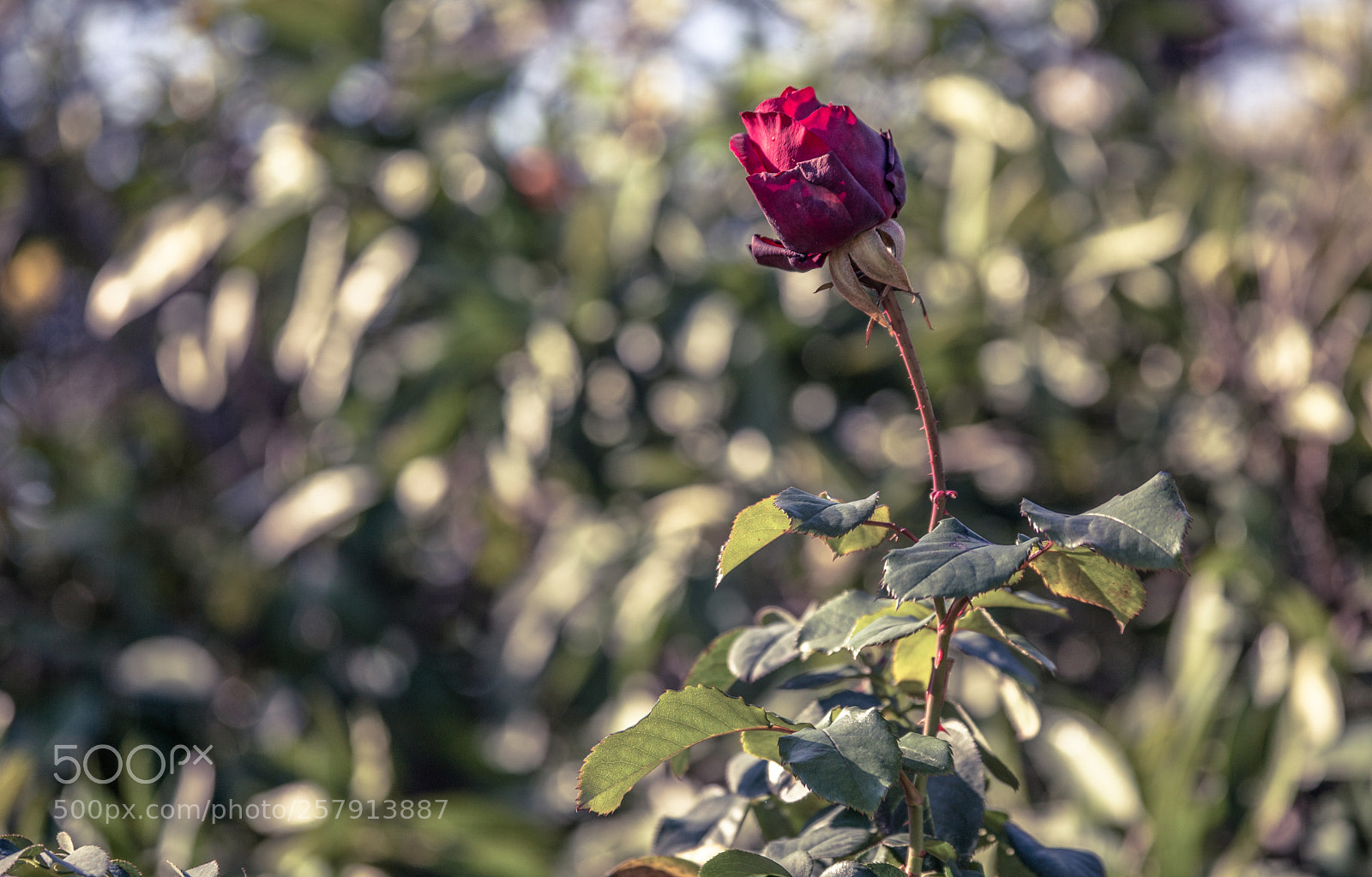 Canon EOS 5D Mark II sample photo. Mg photography
