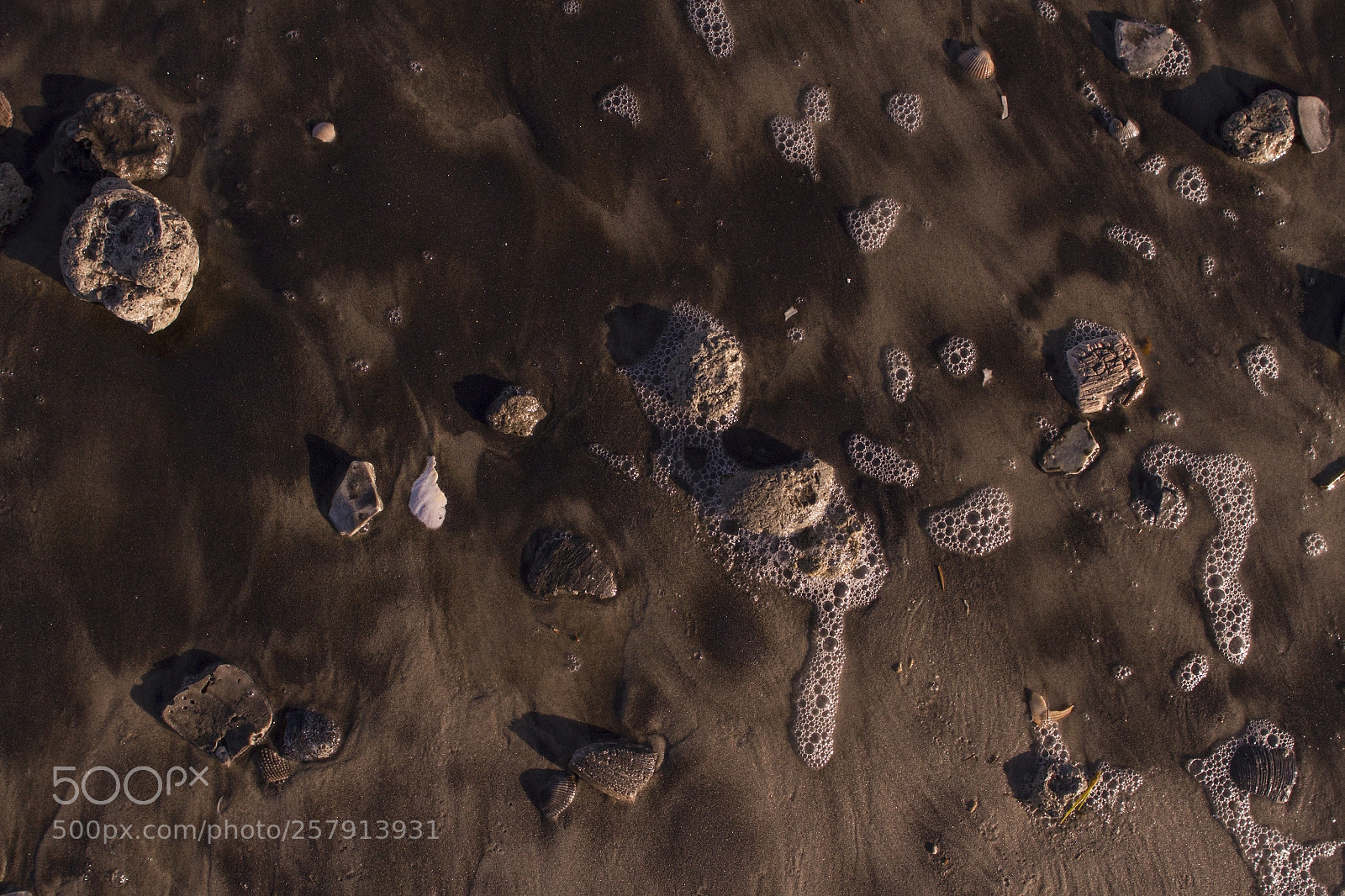 Canon EOS 7D sample photo. Seashell photography