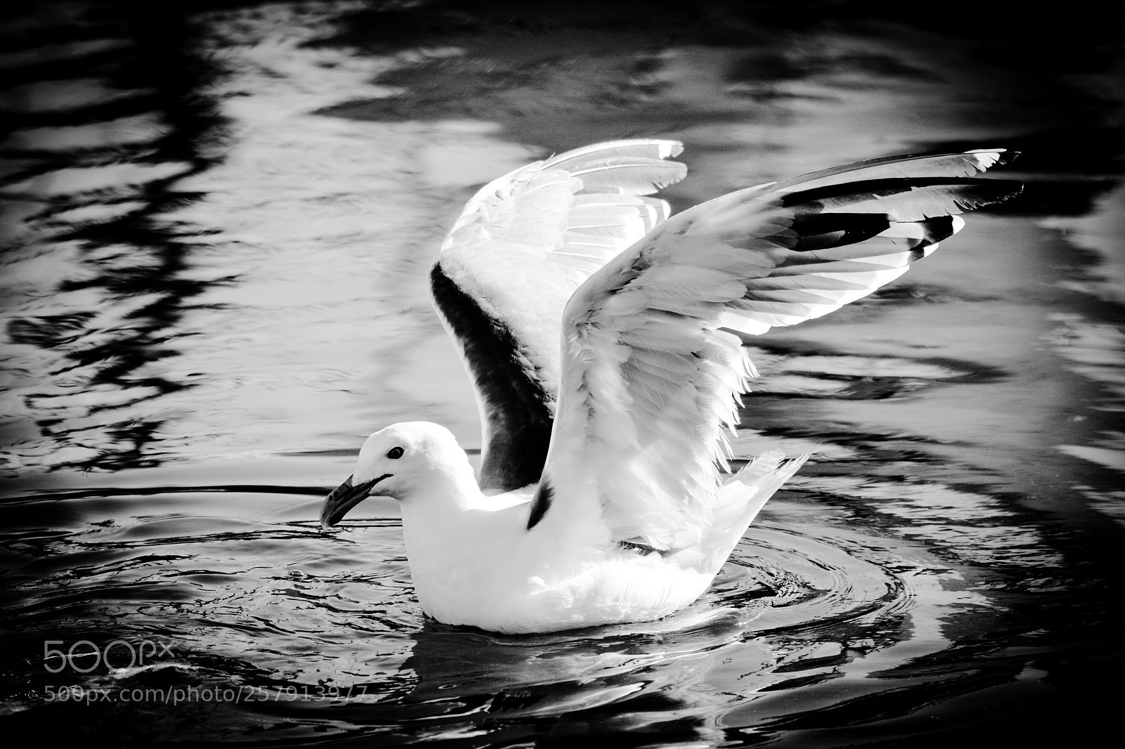 Nikon D5200 sample photo. Be the swan photography