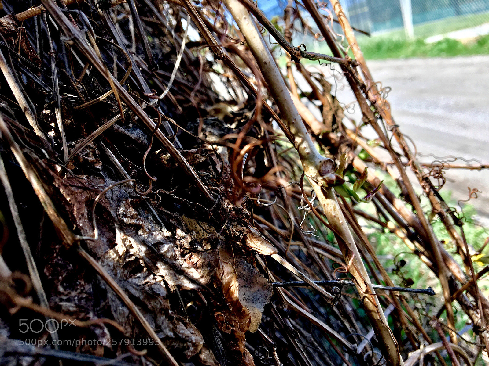 Apple iPhone 6s sample photo. Chain-linked nature photography