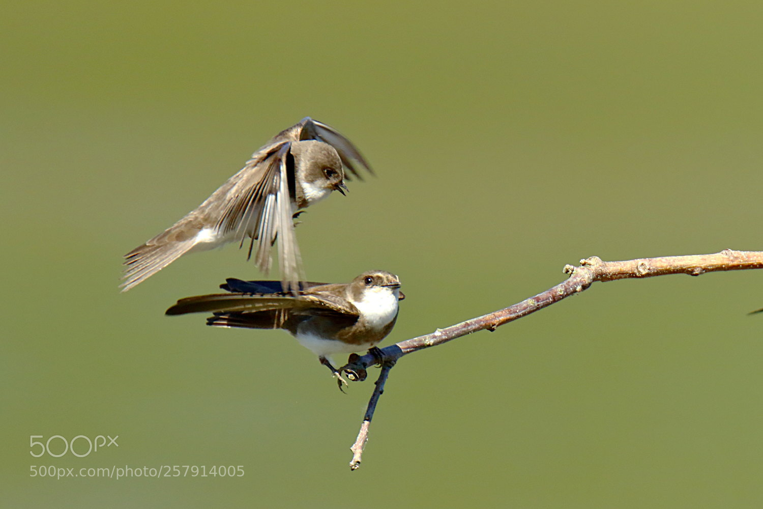 Canon EOS 7D Mark II sample photo. Hirondelle de rivage photography