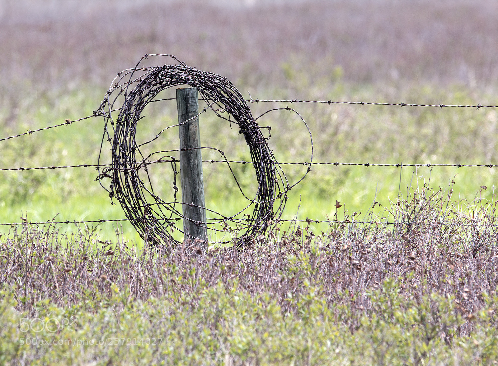 Canon EOS 70D sample photo. Barbed wire photography