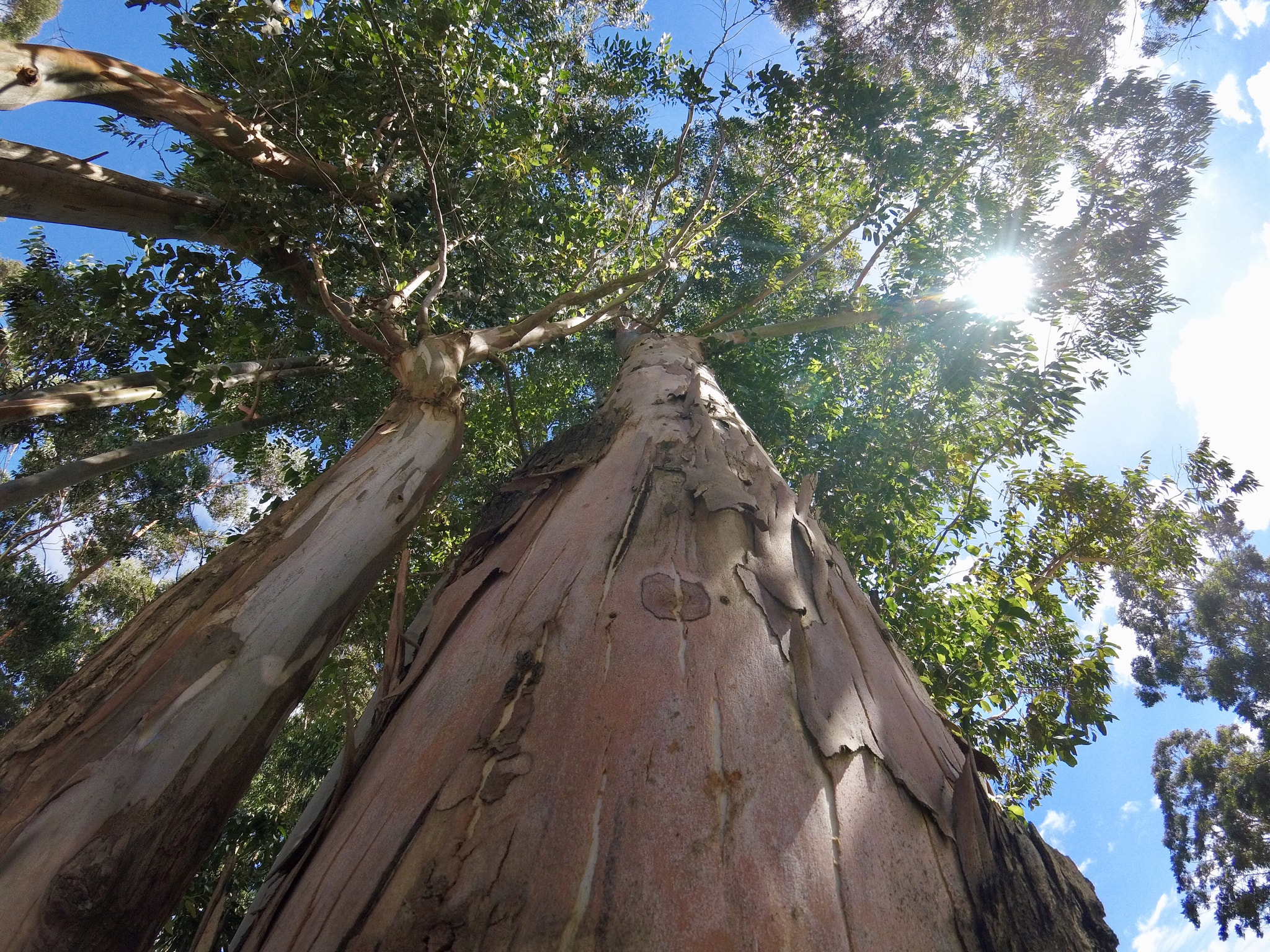 GoPro HERO5 Session sample photo. Dcim\100gopro\gopr3133.jpg photography