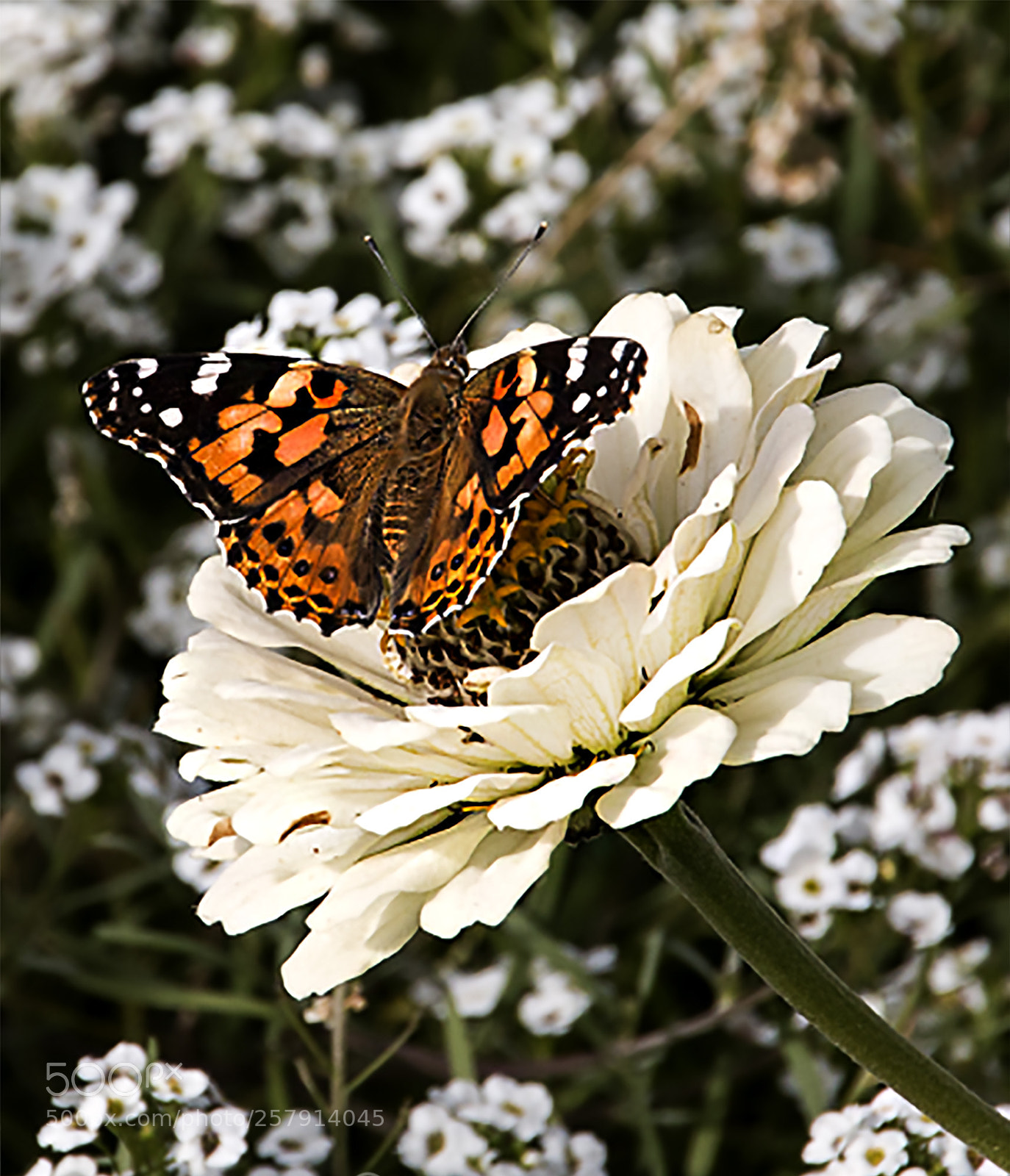 Canon EOS 70D sample photo. Butterfly on flower photography