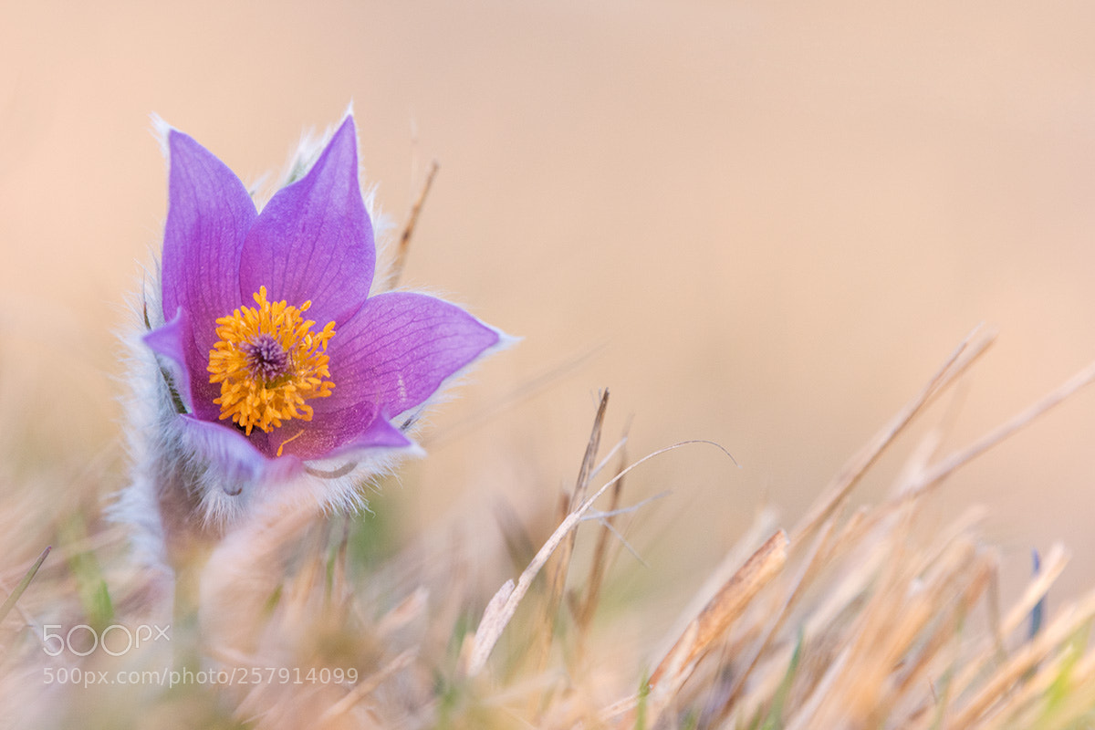 Nikon D7200 sample photo. Pasqueflower photography