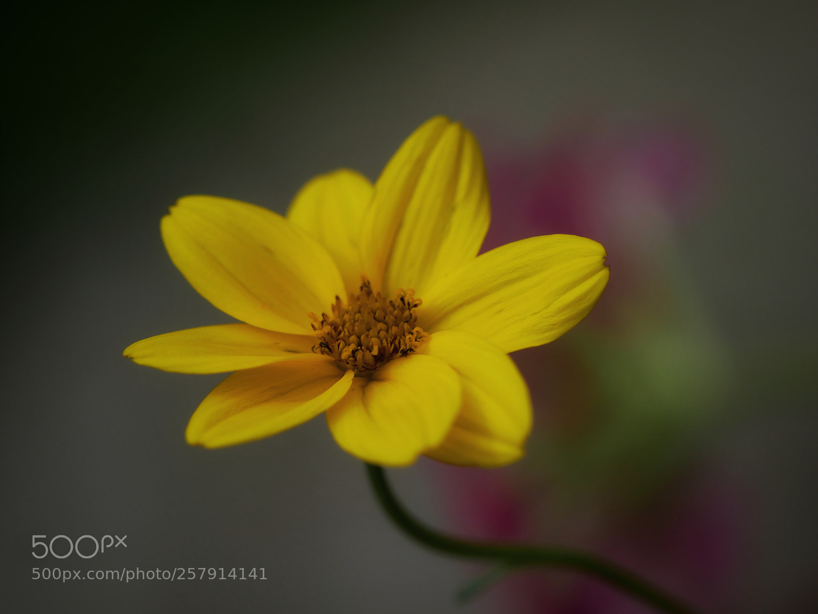 Panasonic Lumix DMC-GX85 (Lumix DMC-GX80 / Lumix DMC-GX7 Mark II) sample photo. ?... photography