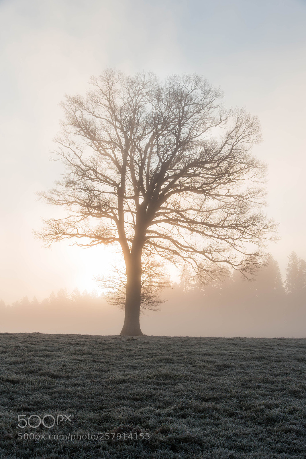 Nikon D750 sample photo. Tree in morning light photography