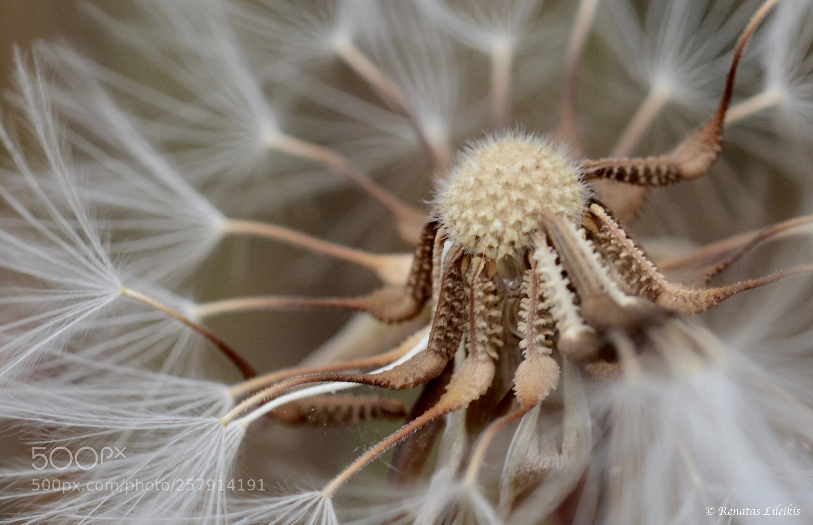 Nikon D7100 sample photo. Dandelion photography