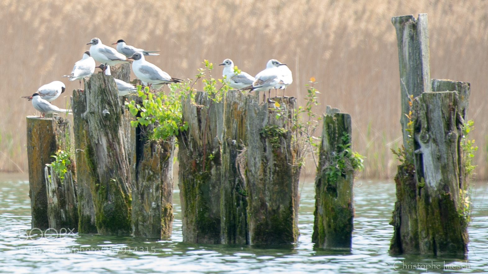 Nikon D700 sample photo. R gion lac de photography