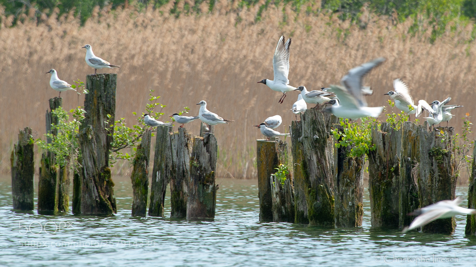Nikon D700 sample photo. R gion lac de photography