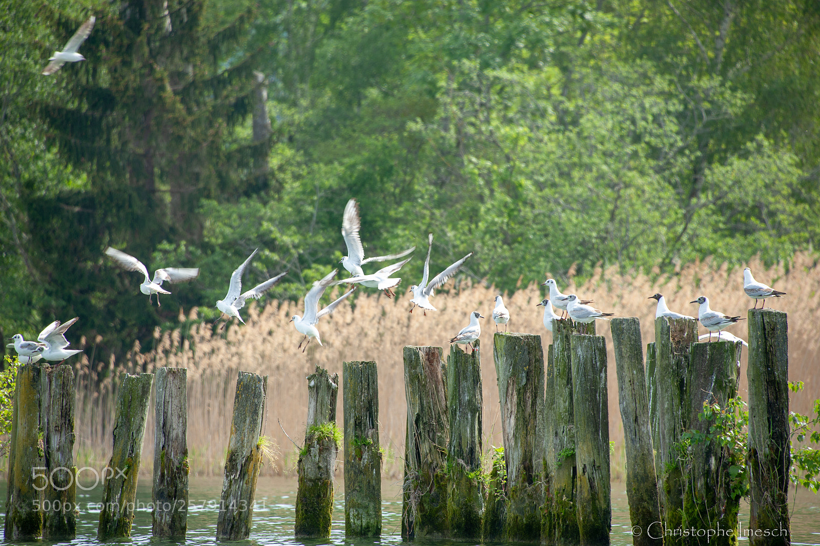 Nikon D700 sample photo. R gion lac de photography