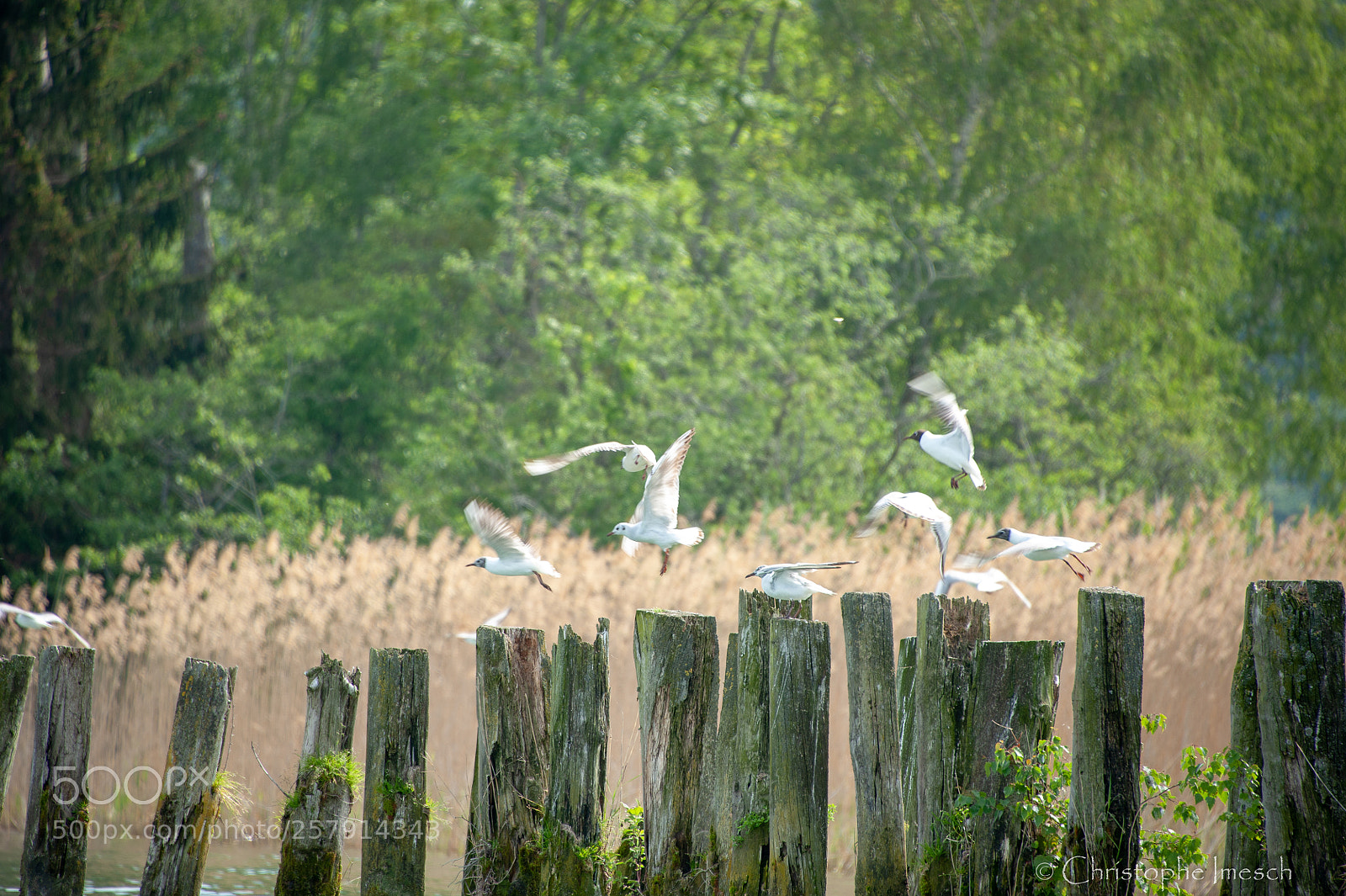 Nikon D700 sample photo. R gion lac de photography