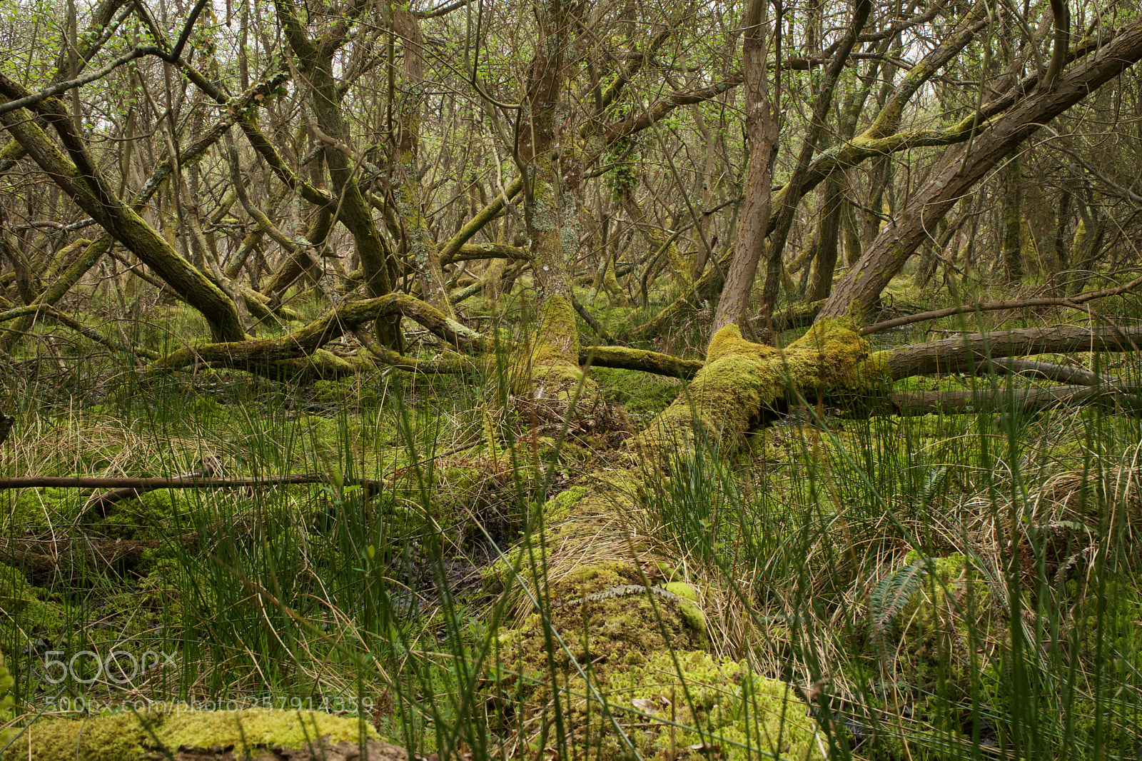 Sony a7 sample photo. Swampy photography