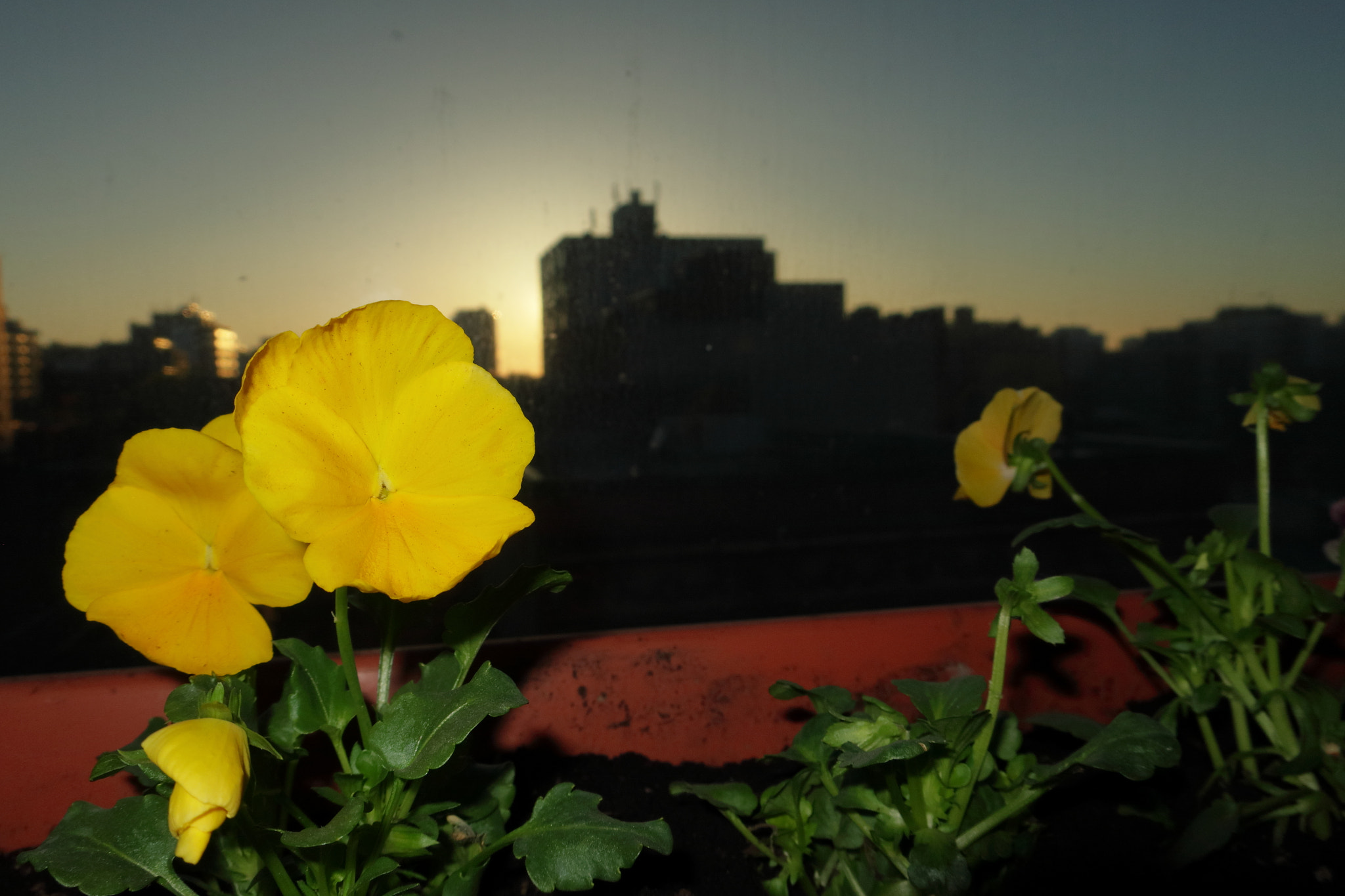 Canon PowerShot G9 X Mark II sample photo. Yellow serenade photography