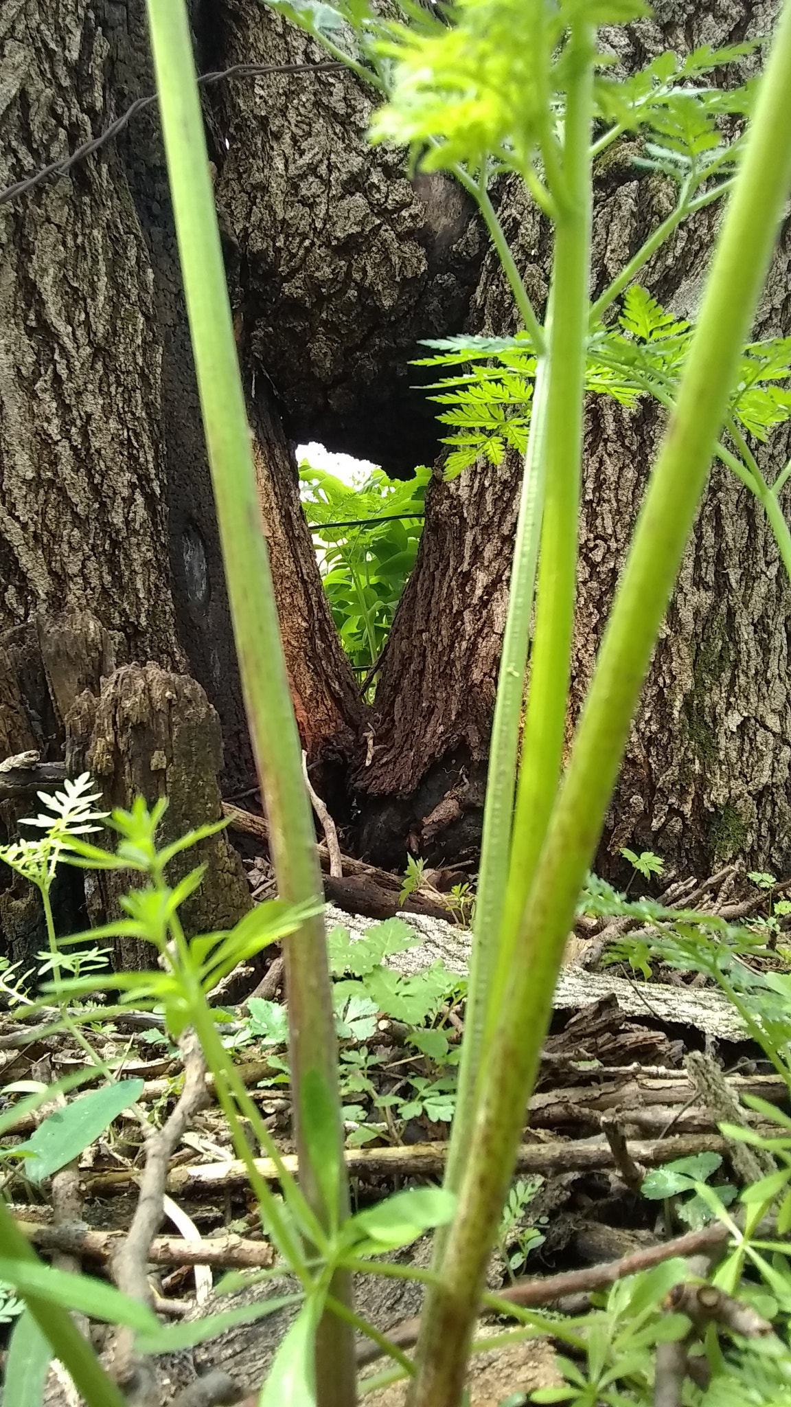 Motorola Moto E4 sample photo. The pathway photography