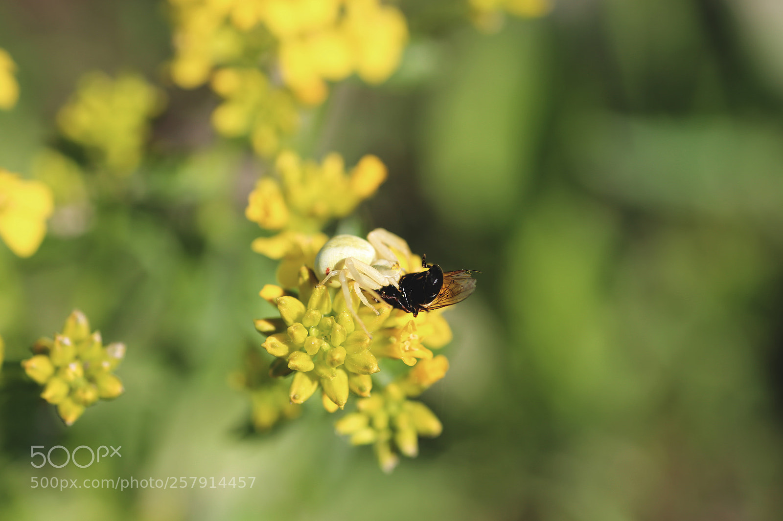 Canon EOS 6D sample photo. White hunter photography