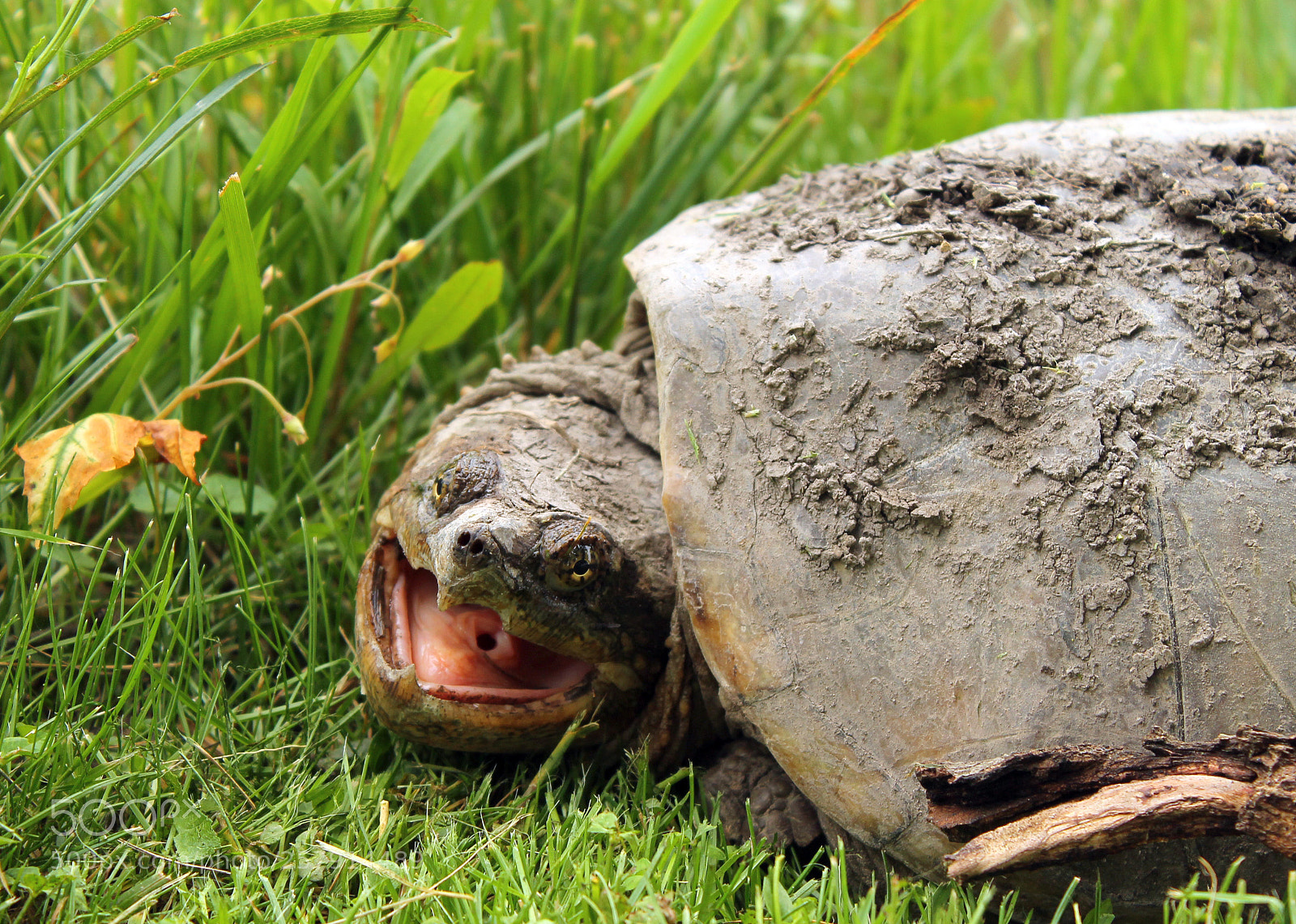 Canon EOS 1100D (EOS Rebel T3 / EOS Kiss X50) sample photo. Snapping turtle photography